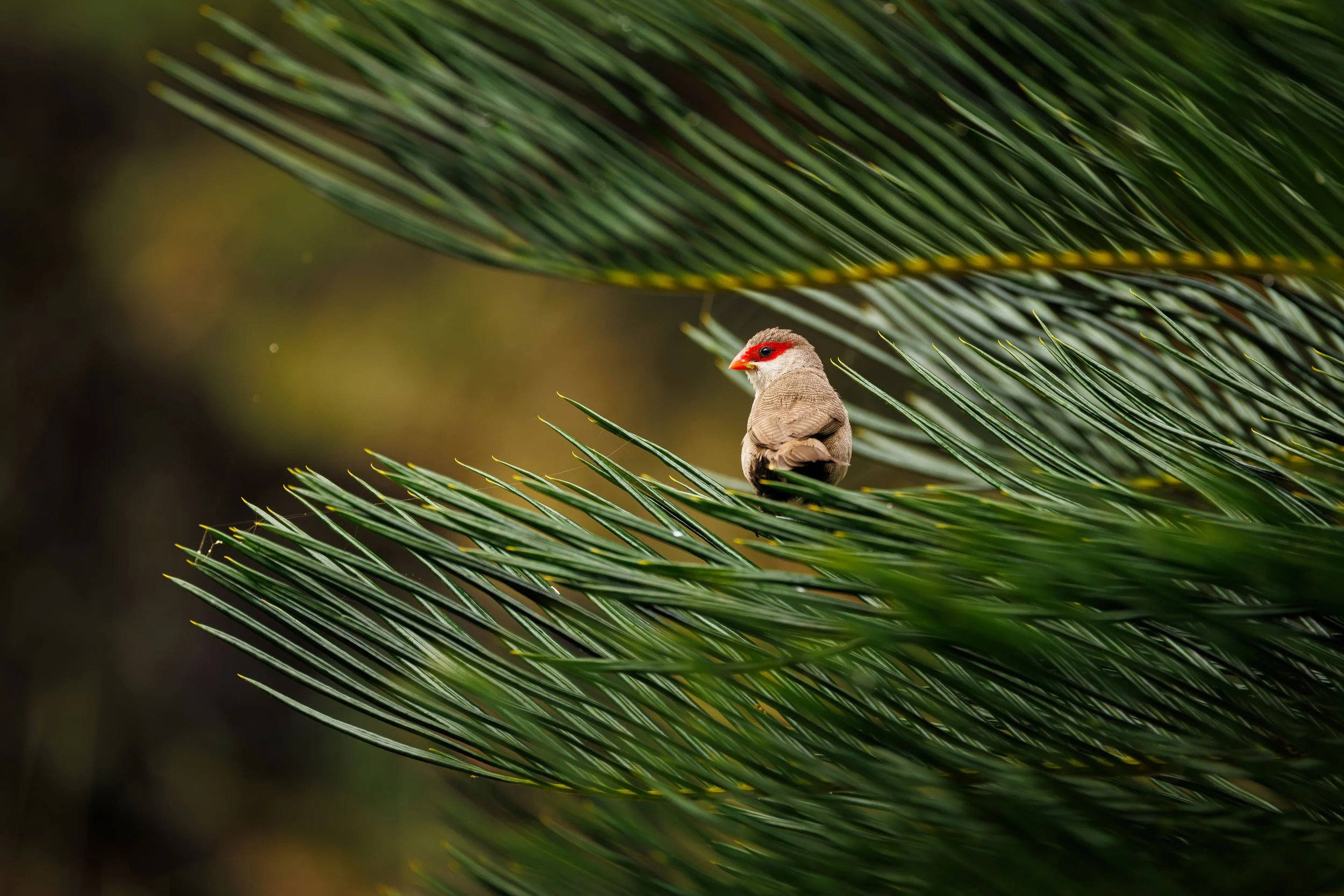 Common-Waxbill-Perched-Hilo-Hawaii.jpg