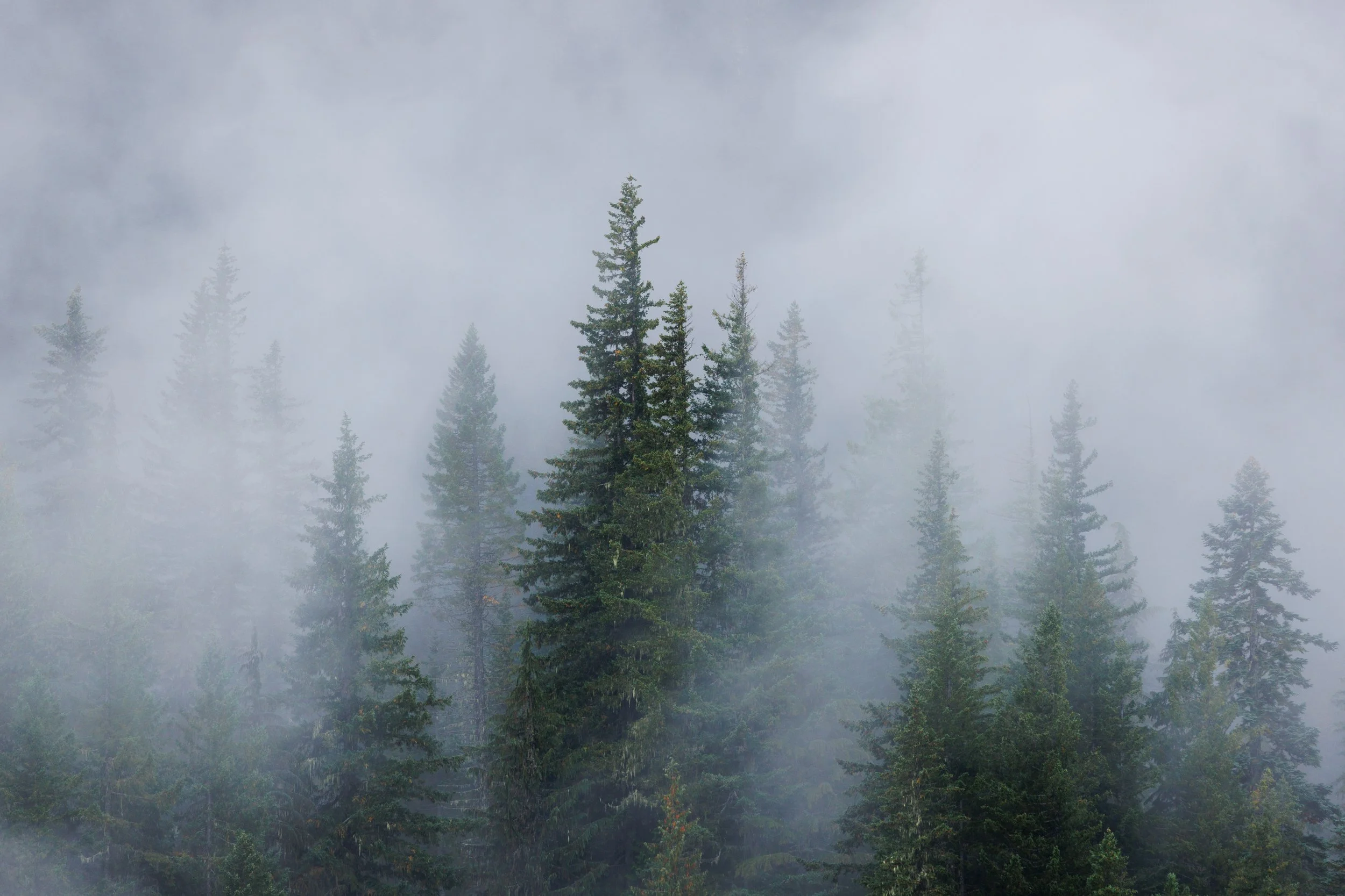 Evergreen-Trees-in-Fog-Mount-Rainier-National-Park.jpg