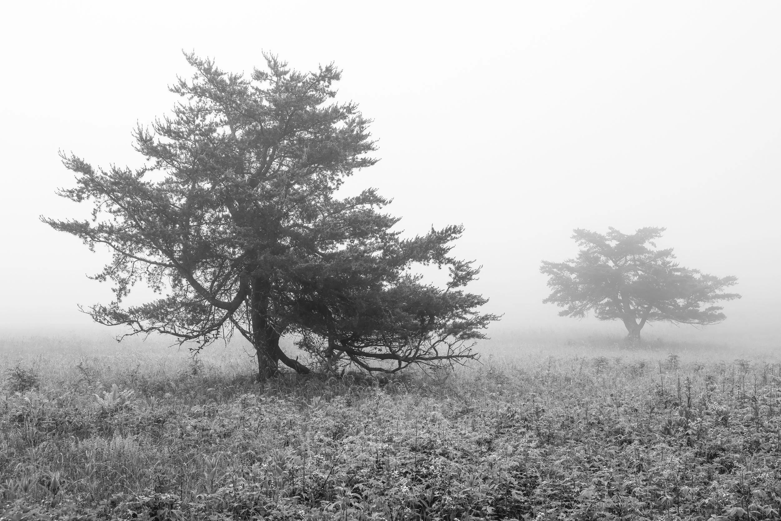 Two-Trees-In-Fog-Big-Meadows-Shenandoah-National-Park.jpg