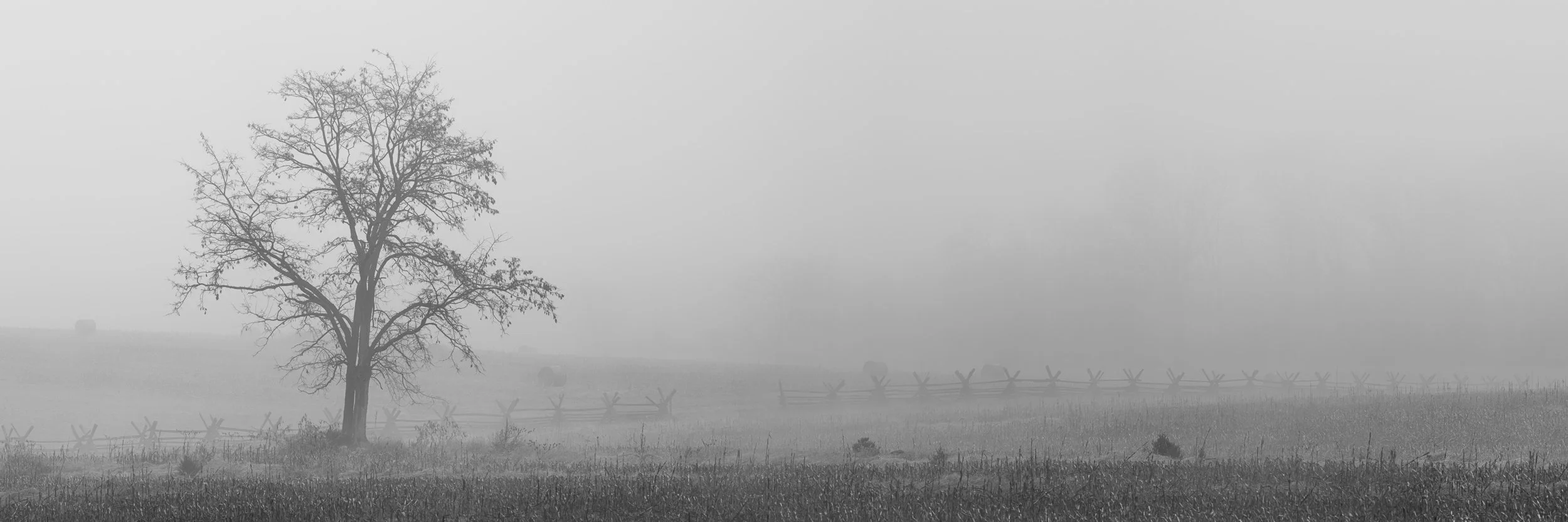 Lone-Tree-In-Fog-Antietam-National-Battlefield.jpg