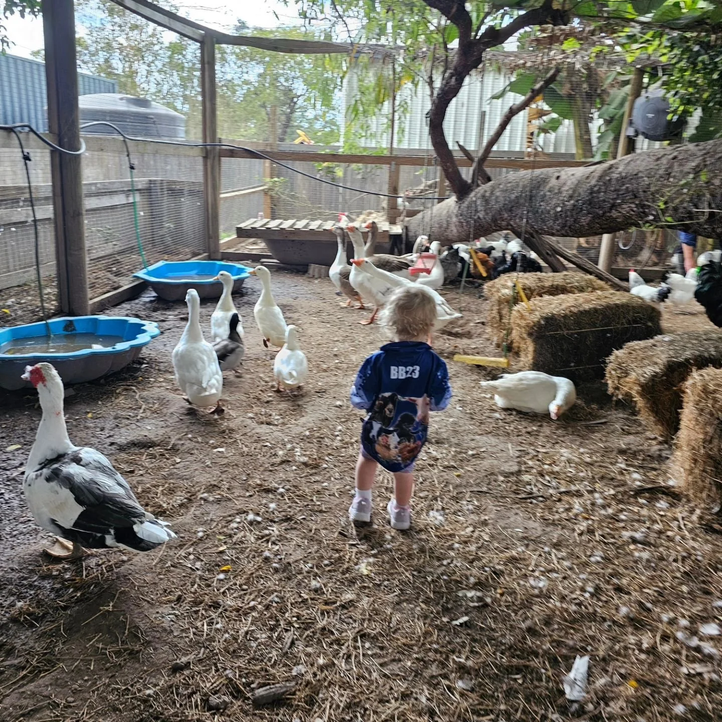 We're still to settle on a name for our youth program: Bluewater Barnyard Bandits? Family Farmhands? Niece and Nephew Labour Camp? Juvenile Offenders Program? Triple M (Mini Mischief Makers)? One thing that is certain - these rascals look pretty rad 