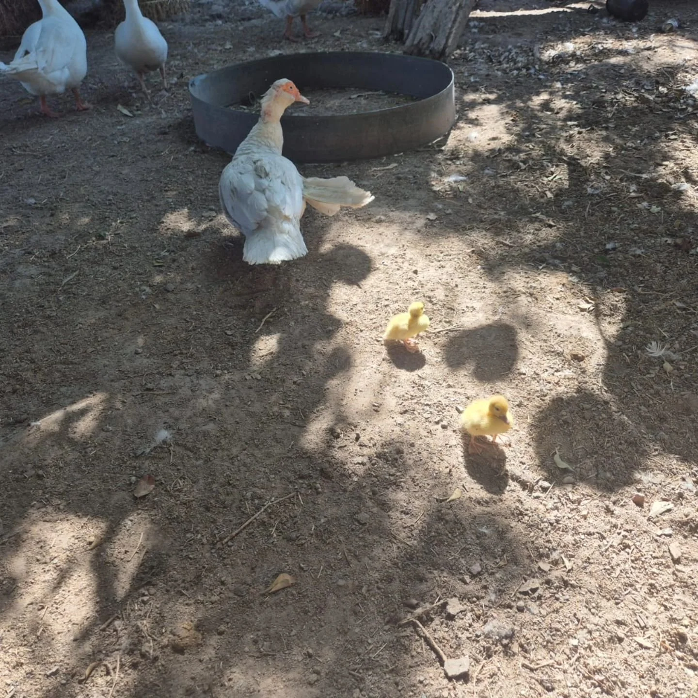 Duckling days out 🦆🐥 😎

#bluewaterbarnyard #bluewaterbarnyardbabies #ducklings #ducklingdayout #duck #ducksofinstagram #ducks 

Image descriptions:
📸 1: two small yellow ducklings are following a larger white duck with a red patch around its eyes