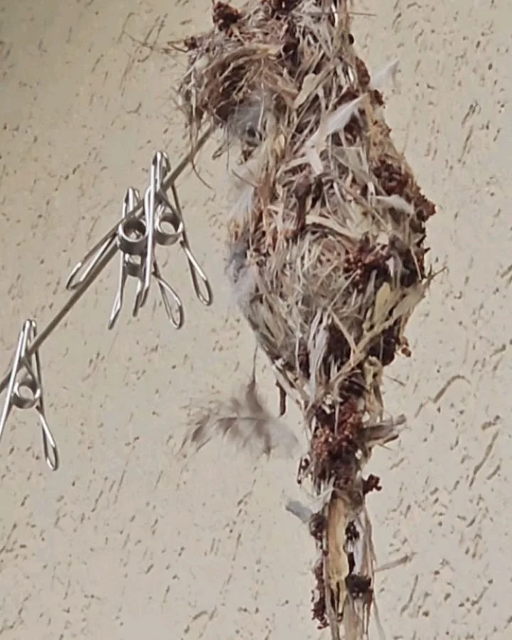 The goats will tell you (they were watching the whole time), that there was some A+ Attenborough action in the Barnyard on this day. And by Attenborough, we mean Nerida crouching in a garden bed underneath a bougainvillea for 10 minutes waiting for t