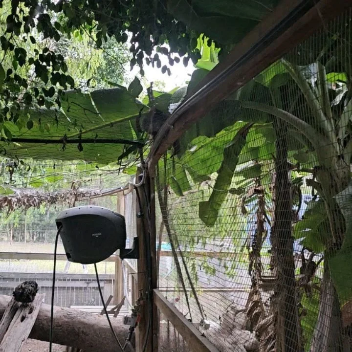 We must have the friendliest chickens at @bluewater.barnyard - here's another one of their (chook) pen pals! Sneaky bugger popped in for afternoon tea.

#bluewaterbarnyard #bluewaterbarnyardbuddies #birdsofbluewaterbarnyard #PossumsOfBluewaterBarnyar