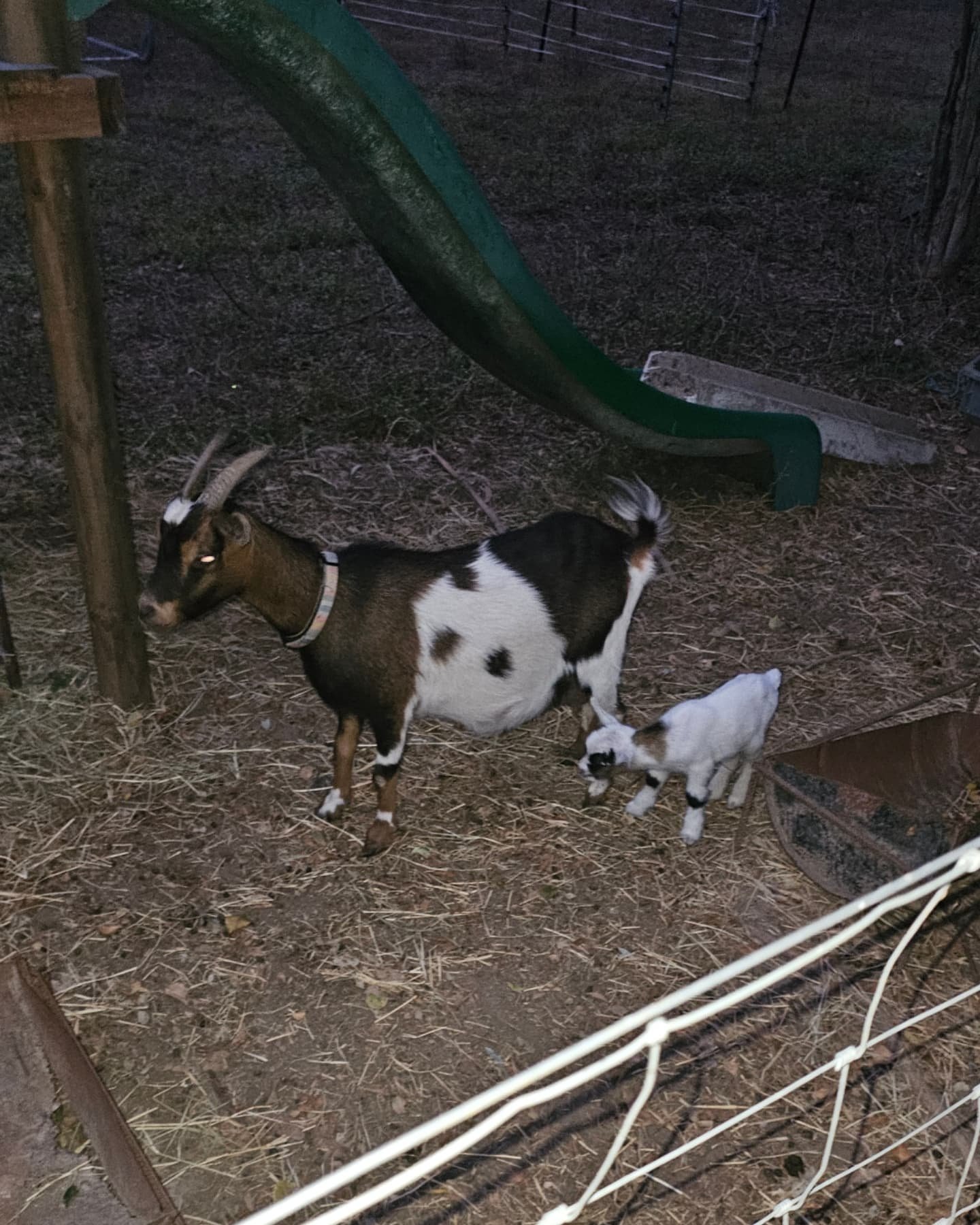 Thought I saw a ghost in the back paddock the other evening 👻. 

Thankfully I was wrong. Turns out Gouda had twin bucklings, one of which was the first white goat we've had at Bluewater Barnyard! Quite novel to have such a unique coloured goat, espe
