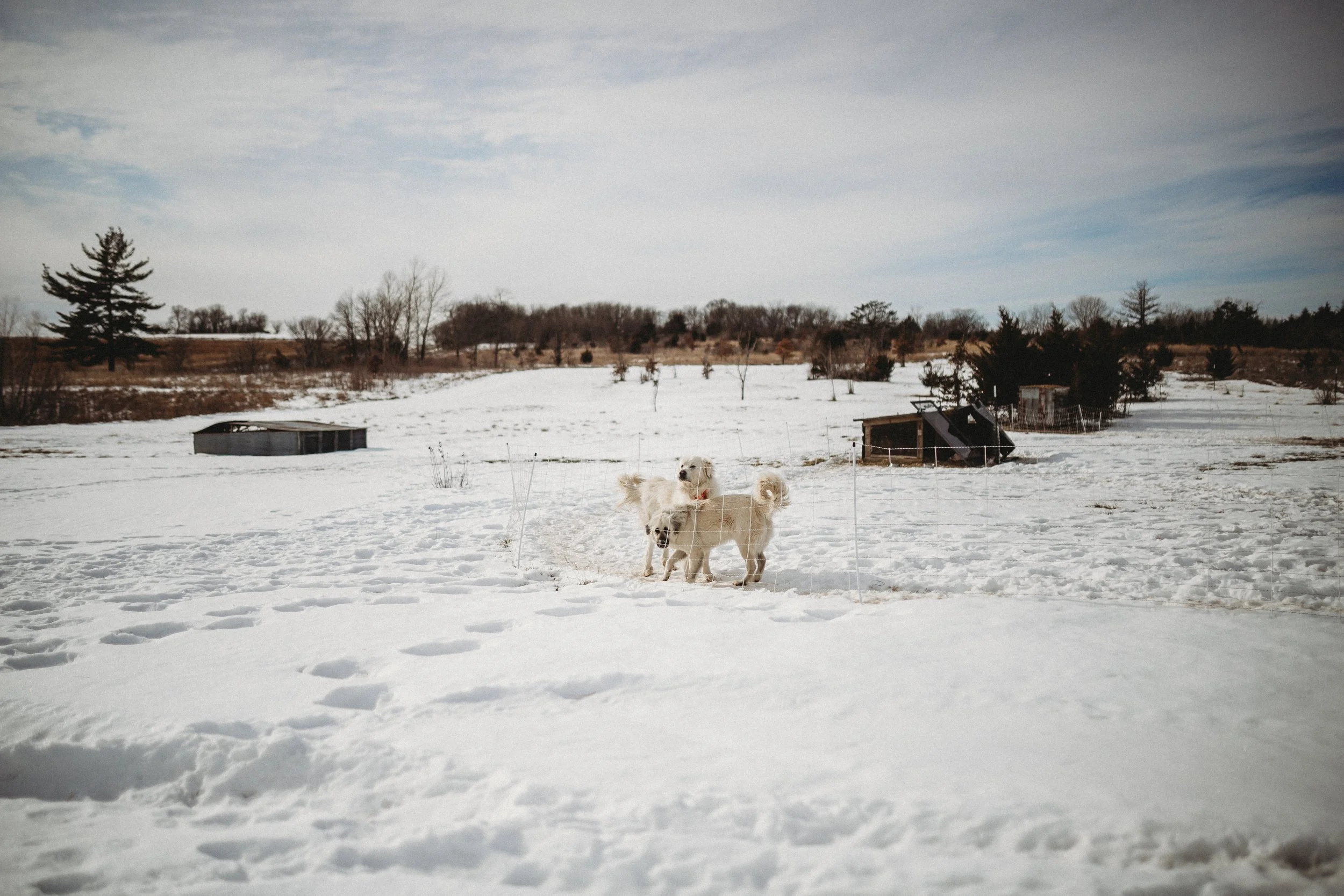 Two dogs playing in a snow-covered field with scattered trees and small structures in the background, under a cloudy sky.