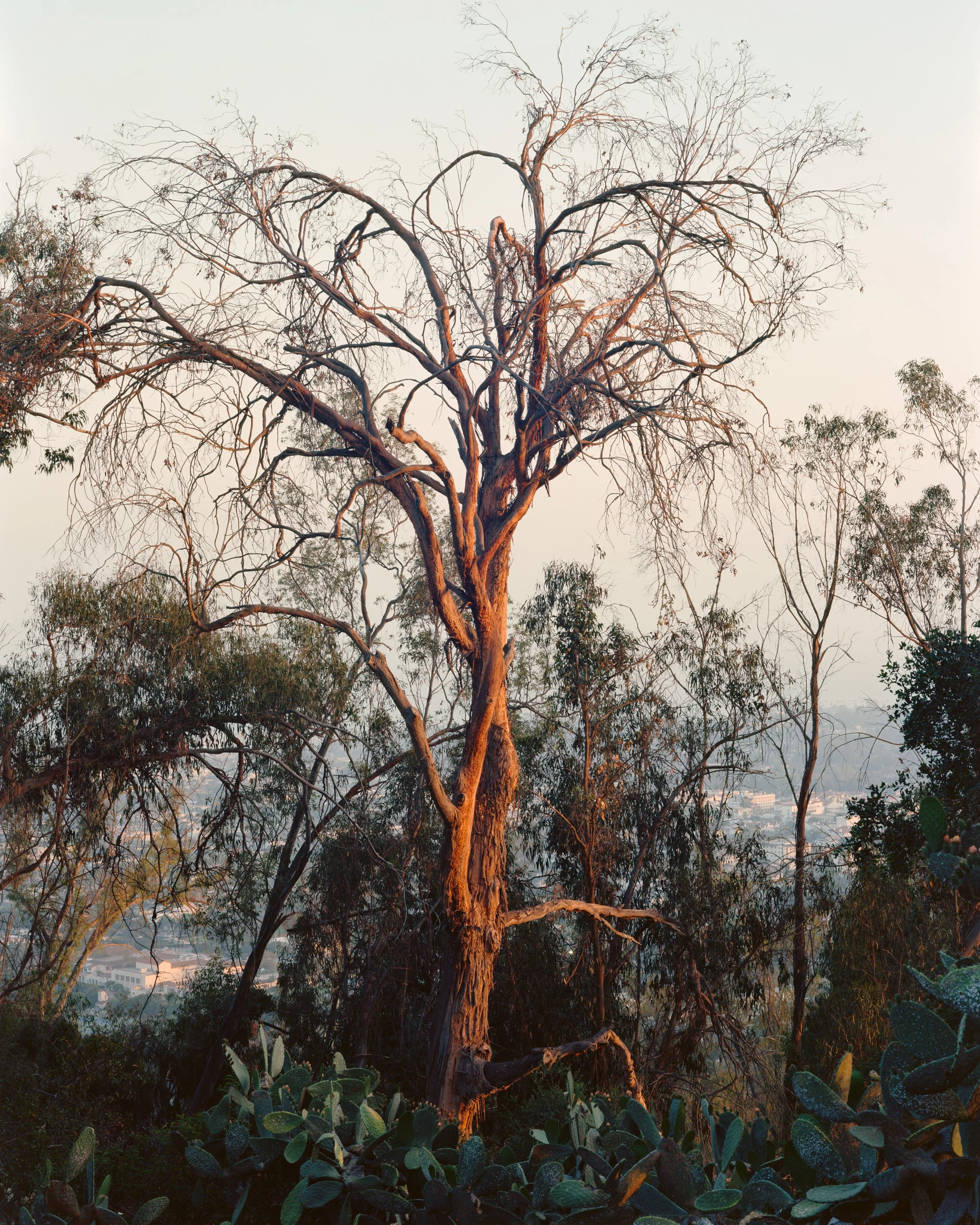 American Riviera Print Sale