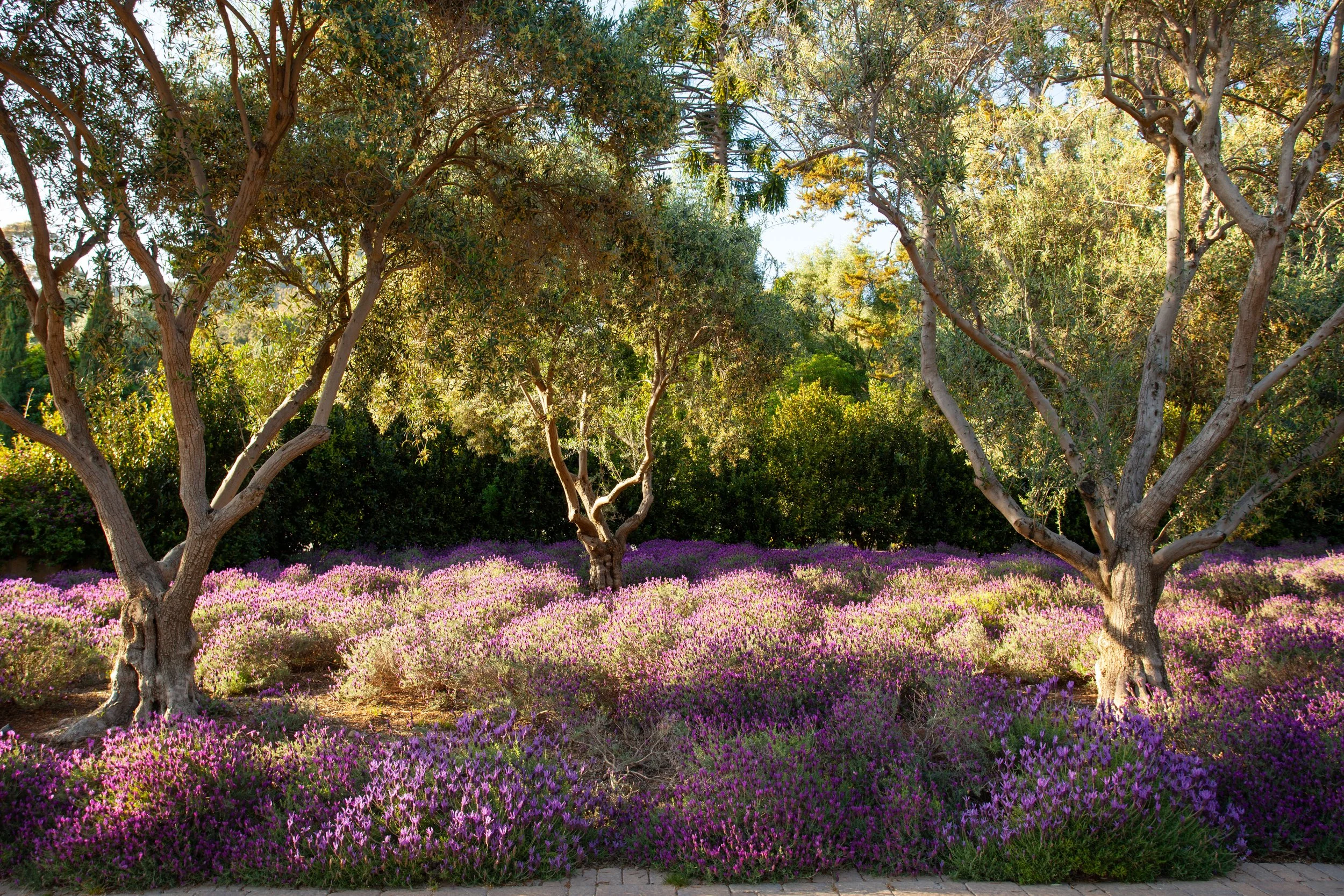 Sunlit landscaped garden with mature trees, dense greenery, and purple flowering ground cover
