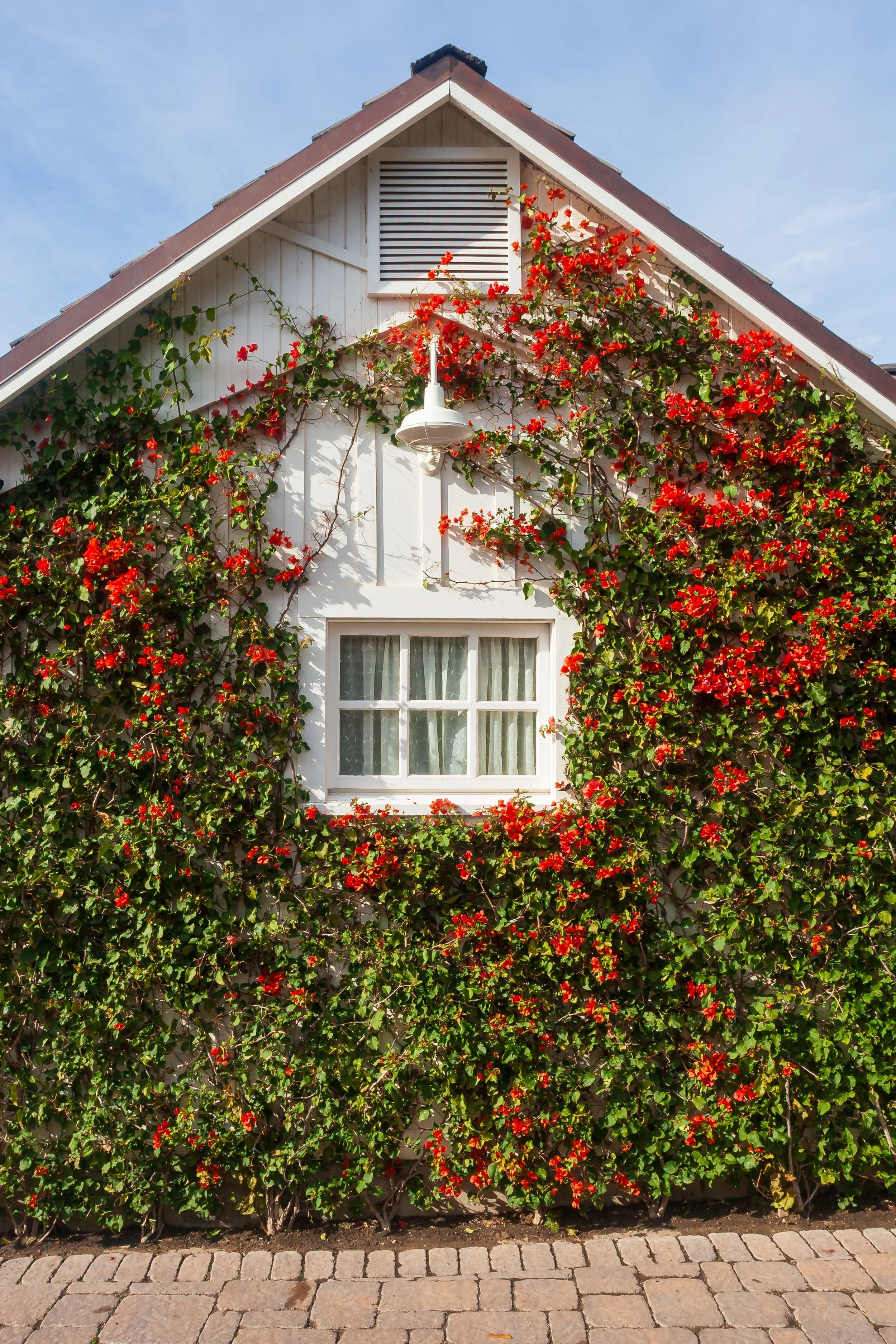 White cottage exterior covered in blooming red bougainvillea, with a gabled roof, vent, lantern, and window.