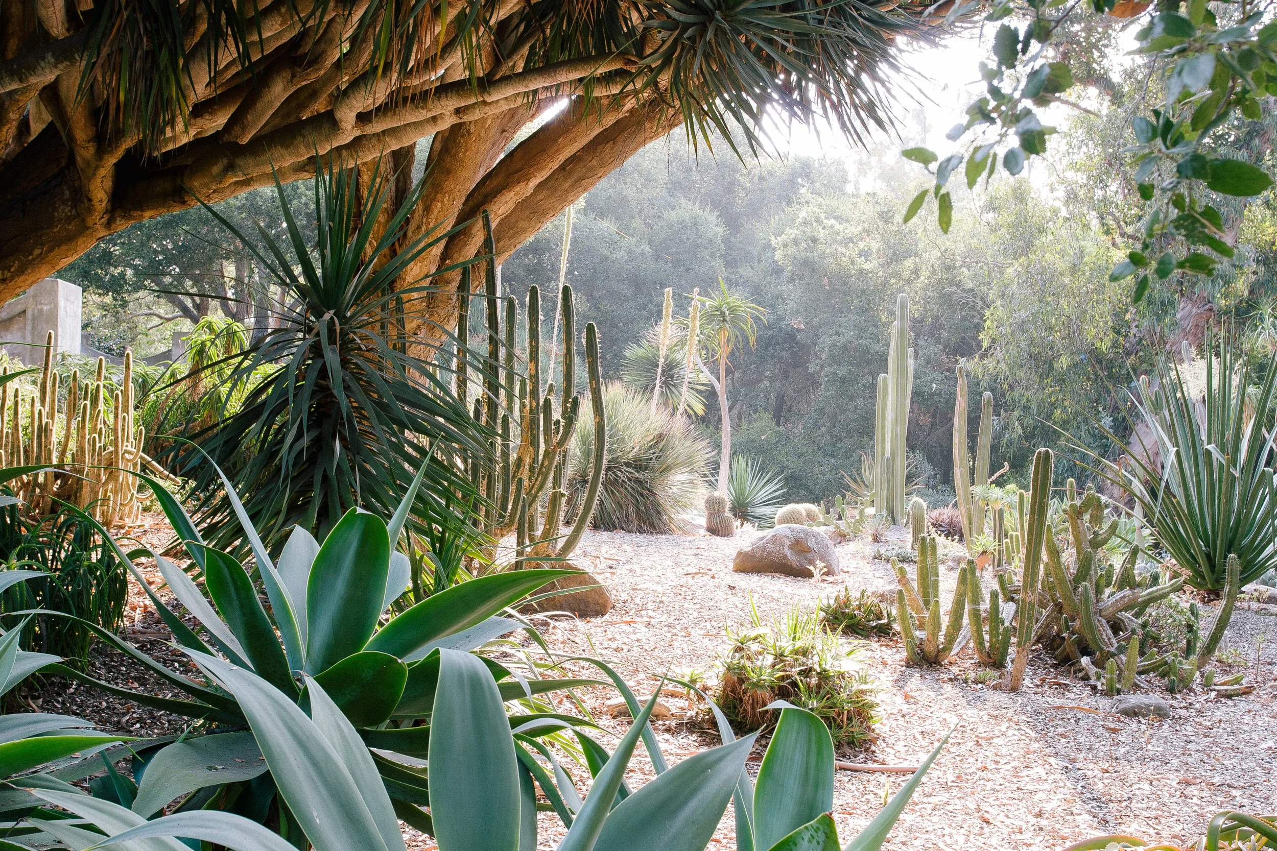 Sunlit desert botanical garden filled with cacti, agave, yucca, and a sprawling tree