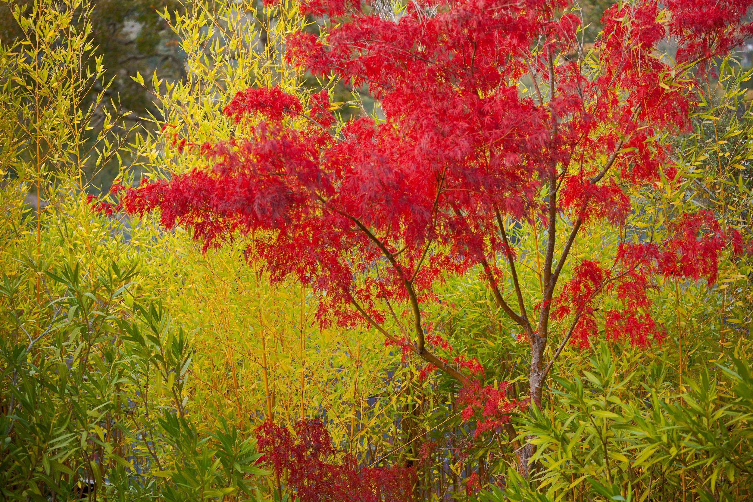 Red Japanese maple tree surrounded by golden-green bamboo foliage