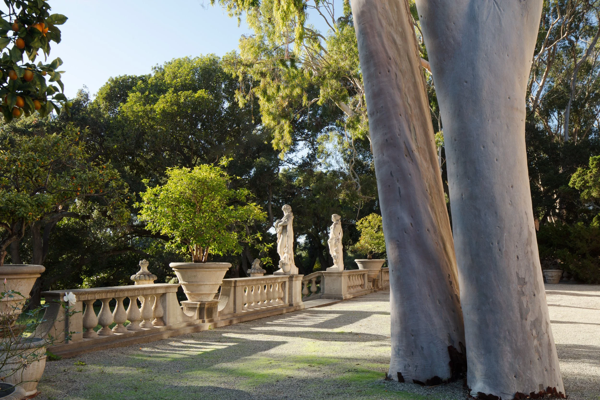 Sunlit formal garden with citrus trees, stone balustrades, decorative urns, classical statues, and large eucalyptus trees