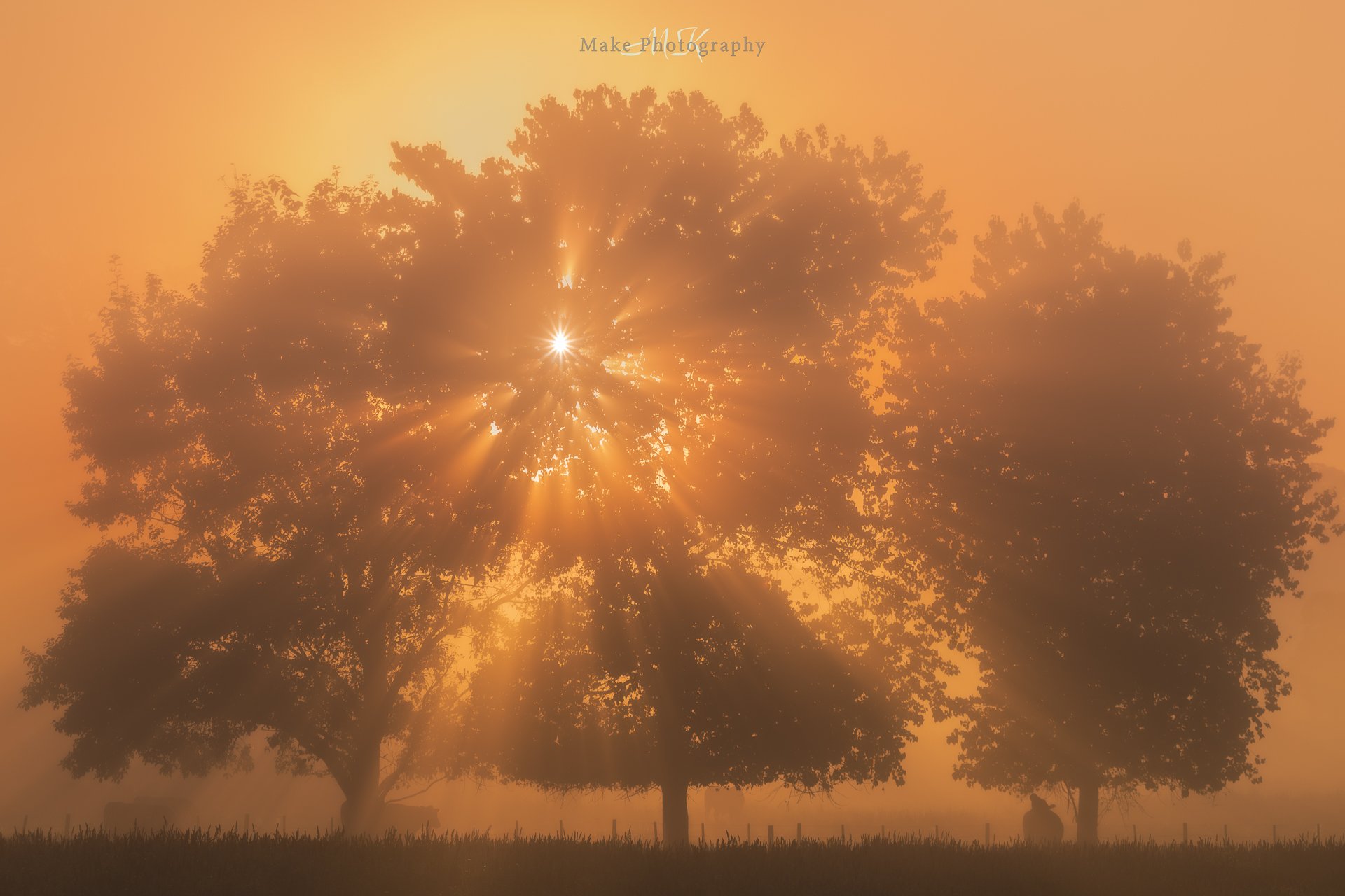 Foggy Sunrise