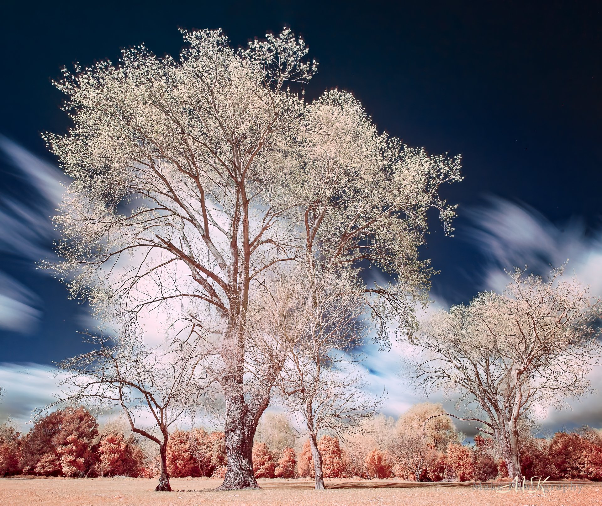 Trees in infrared