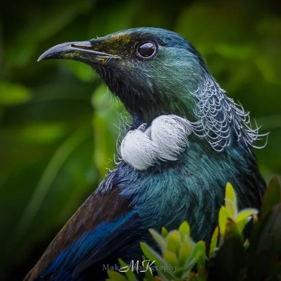 This Tui has been around for a week...