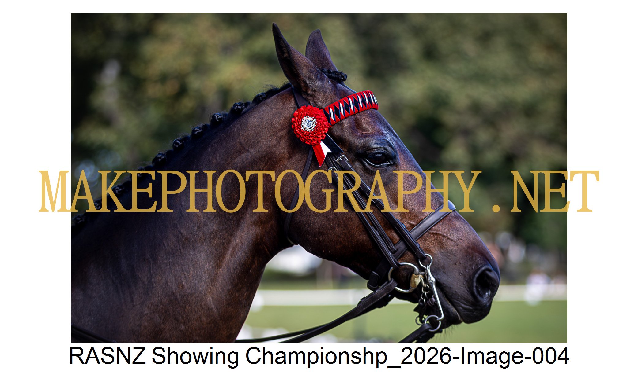 RASNZ Showing Championship 2026-04.jpg