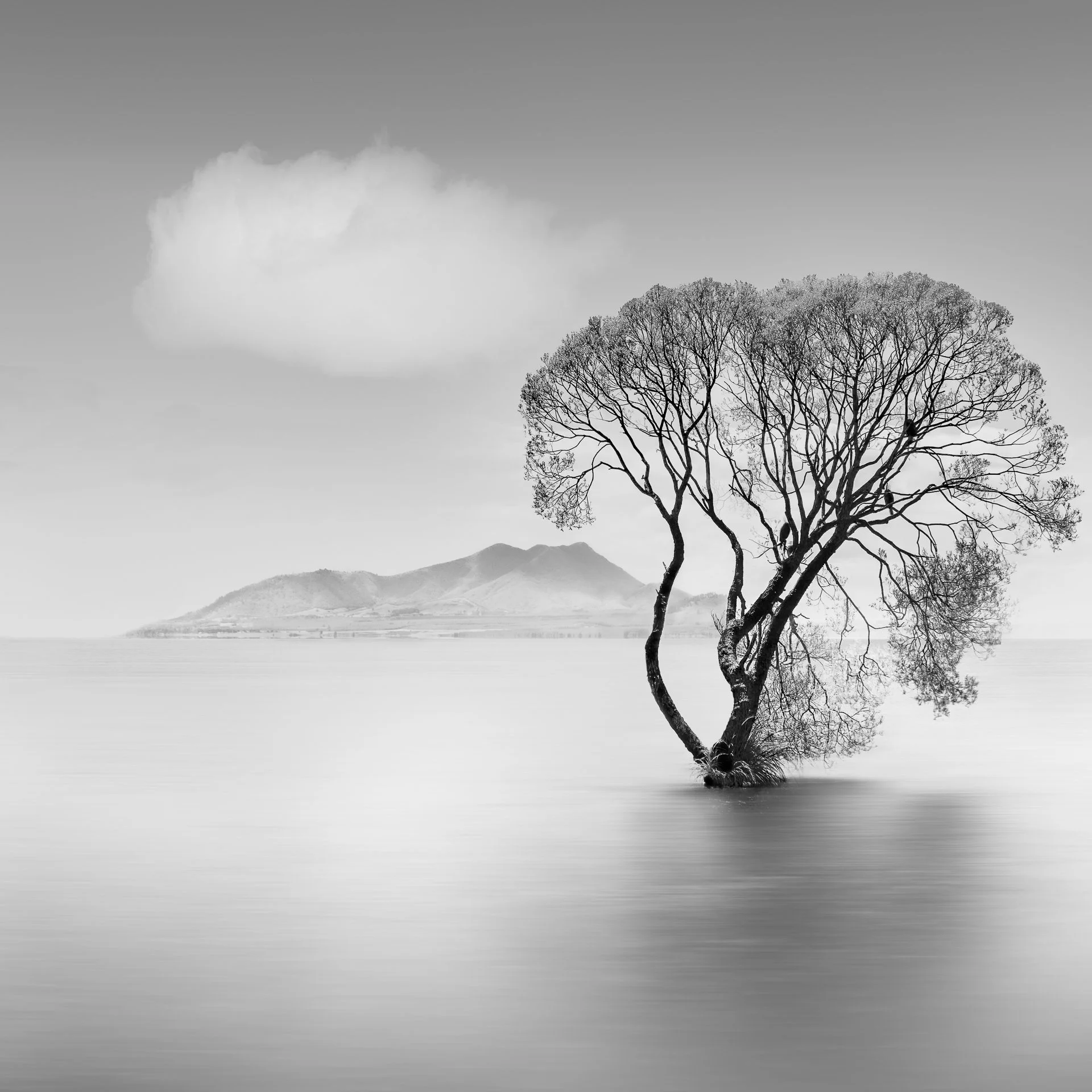 That Taupo Tree