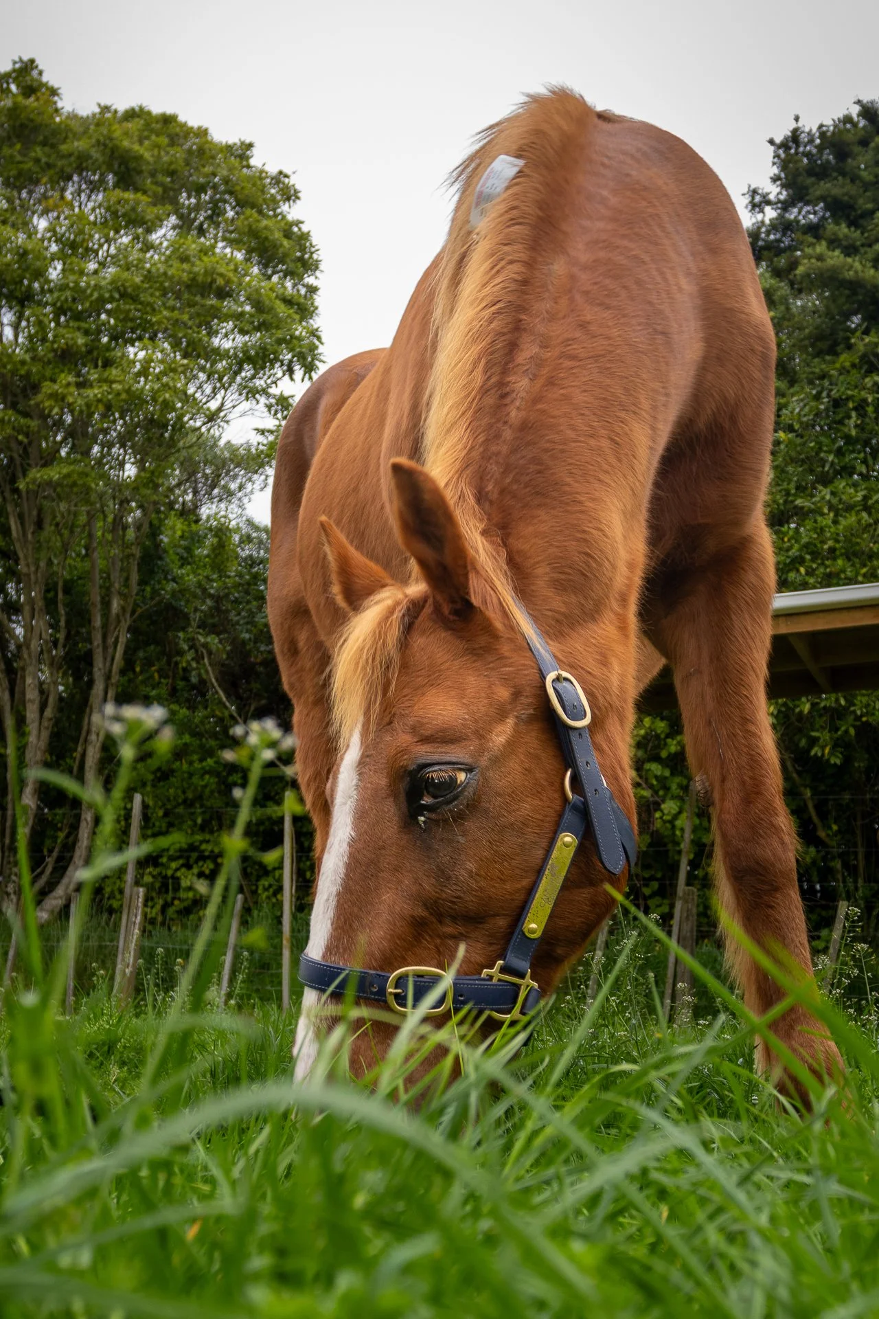 Dixie 14-10-26-00012.jpg