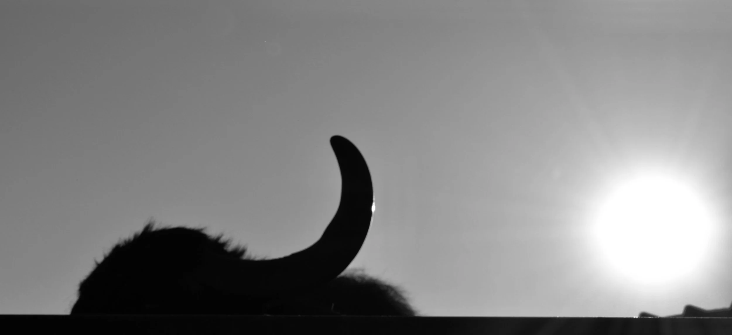 Documentary short film
Buffalo farm