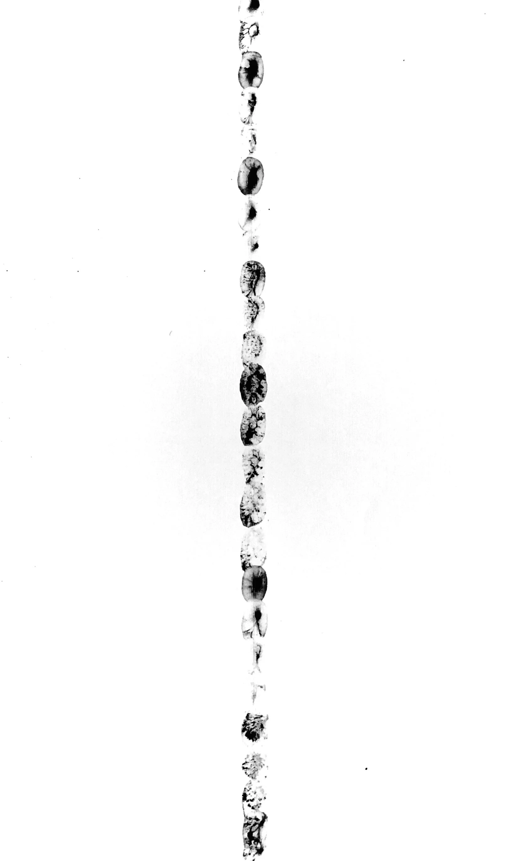 IMG_7356 copy 2.jpeg