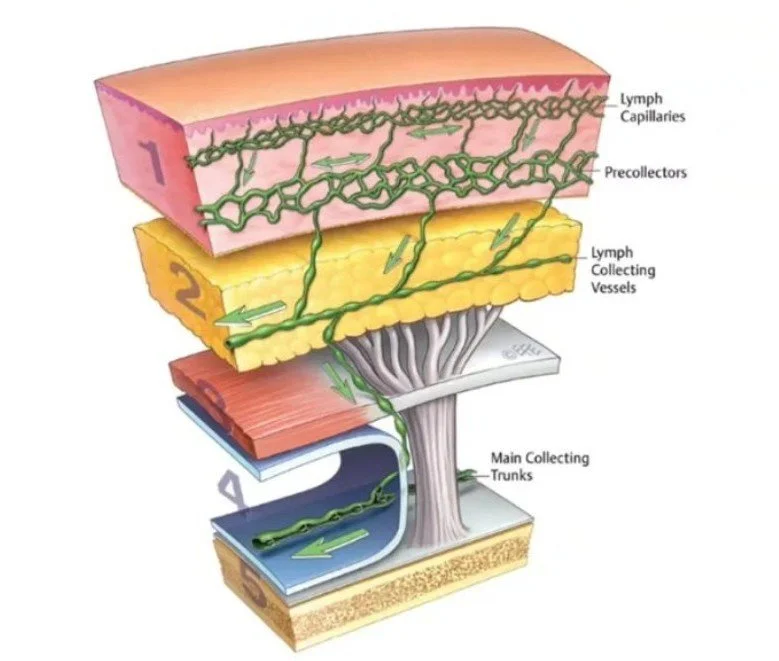 Understanding Retaining Ligaments: 