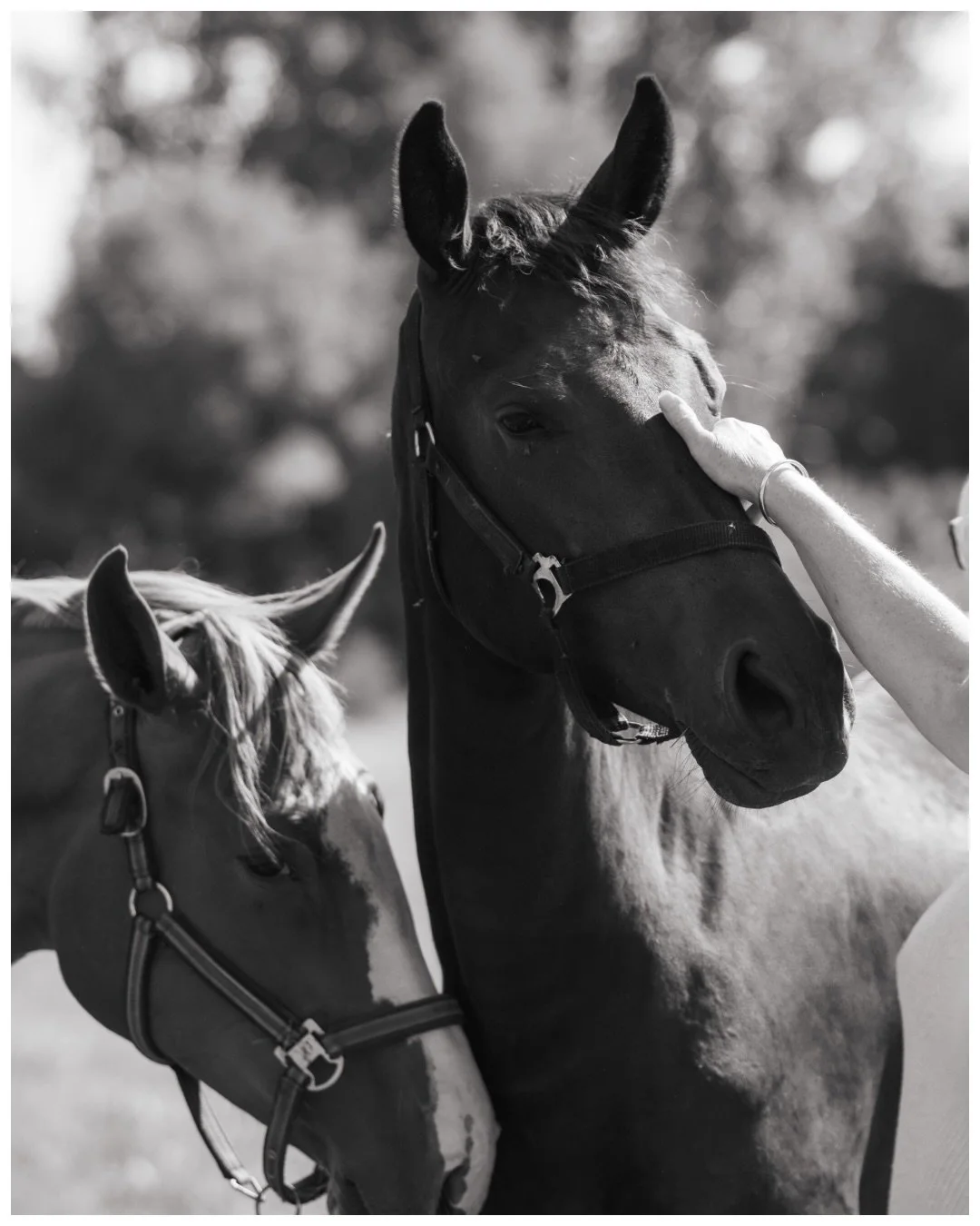 Play time and resting. Together.
.
.
.
#horsephotography #horseracing #yearofthehorse #wildelifephotography