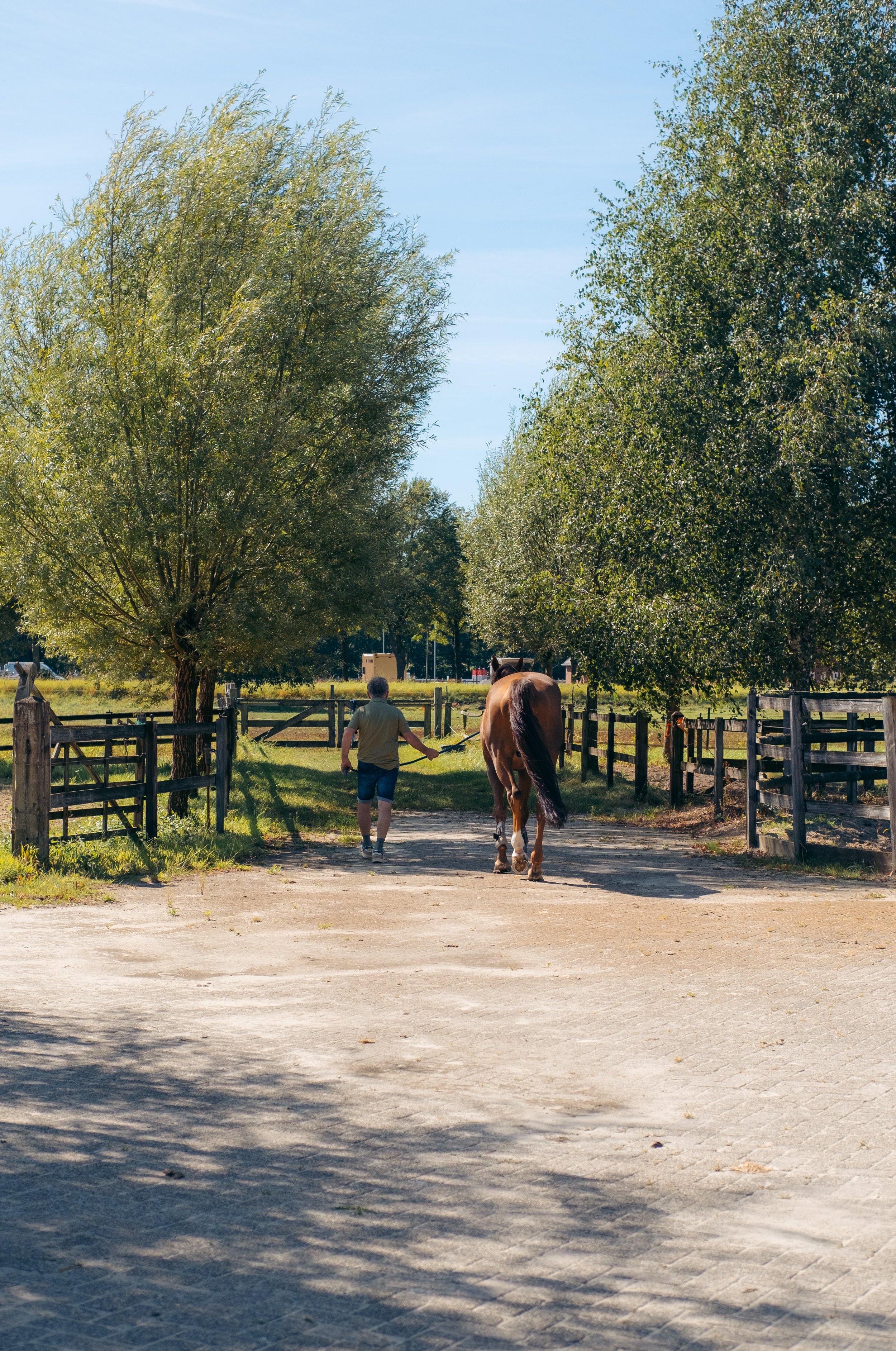 Paard dat uit zijn stal kijkt in een rustige stalomgeving