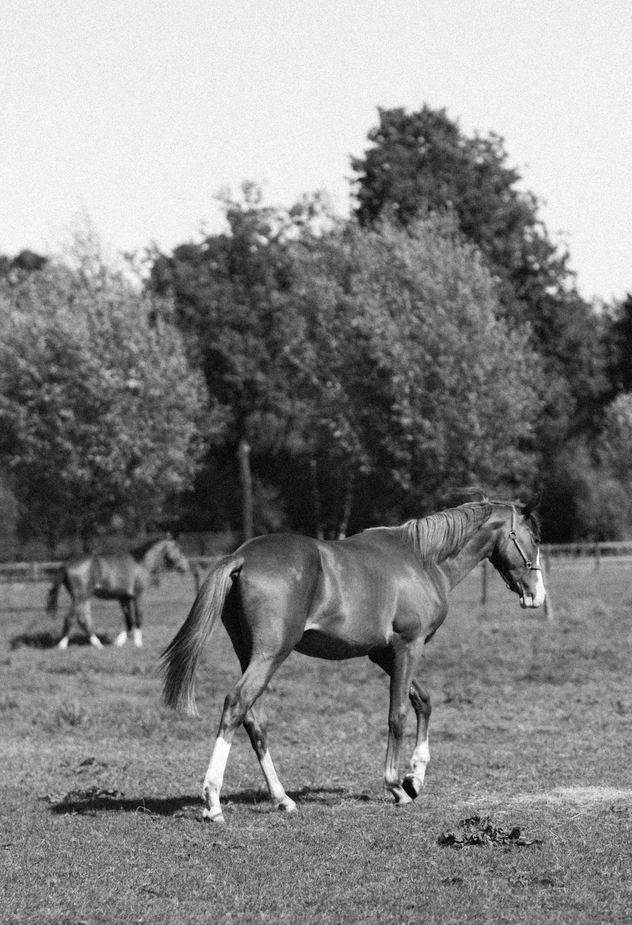 Close-up portret van een bruin paard met zichtbare vachtstructuur