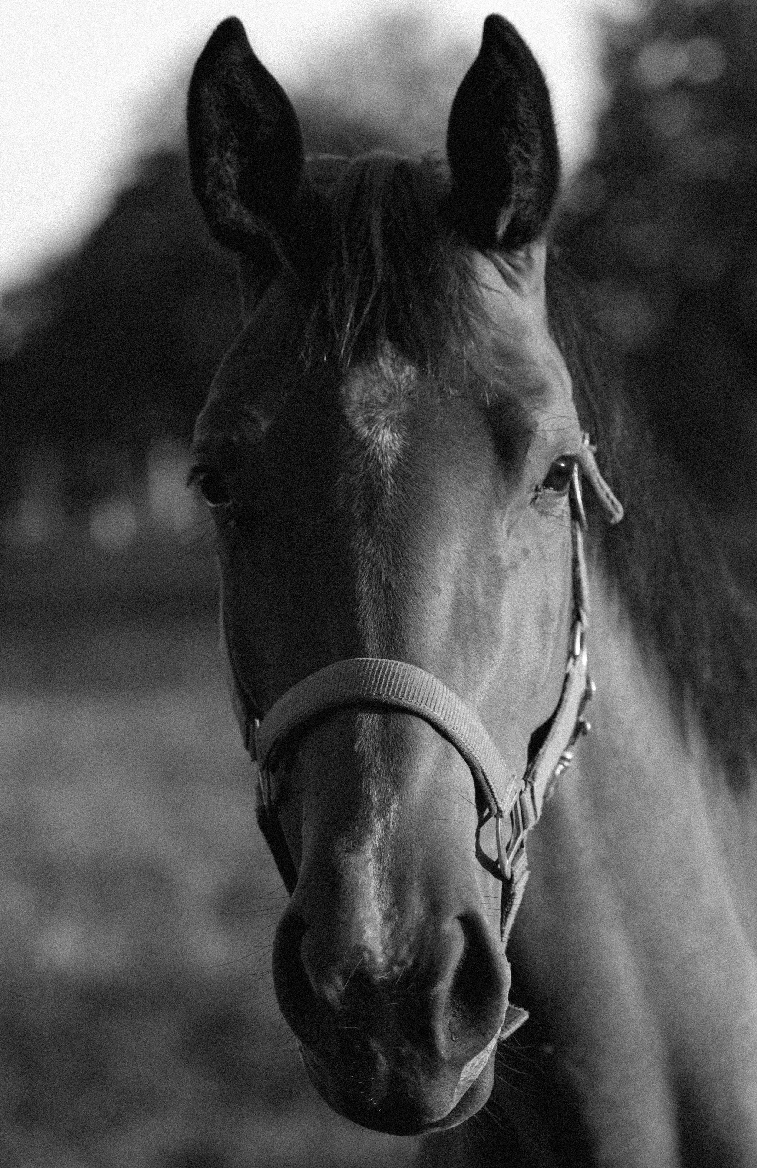 Avondlicht met paard