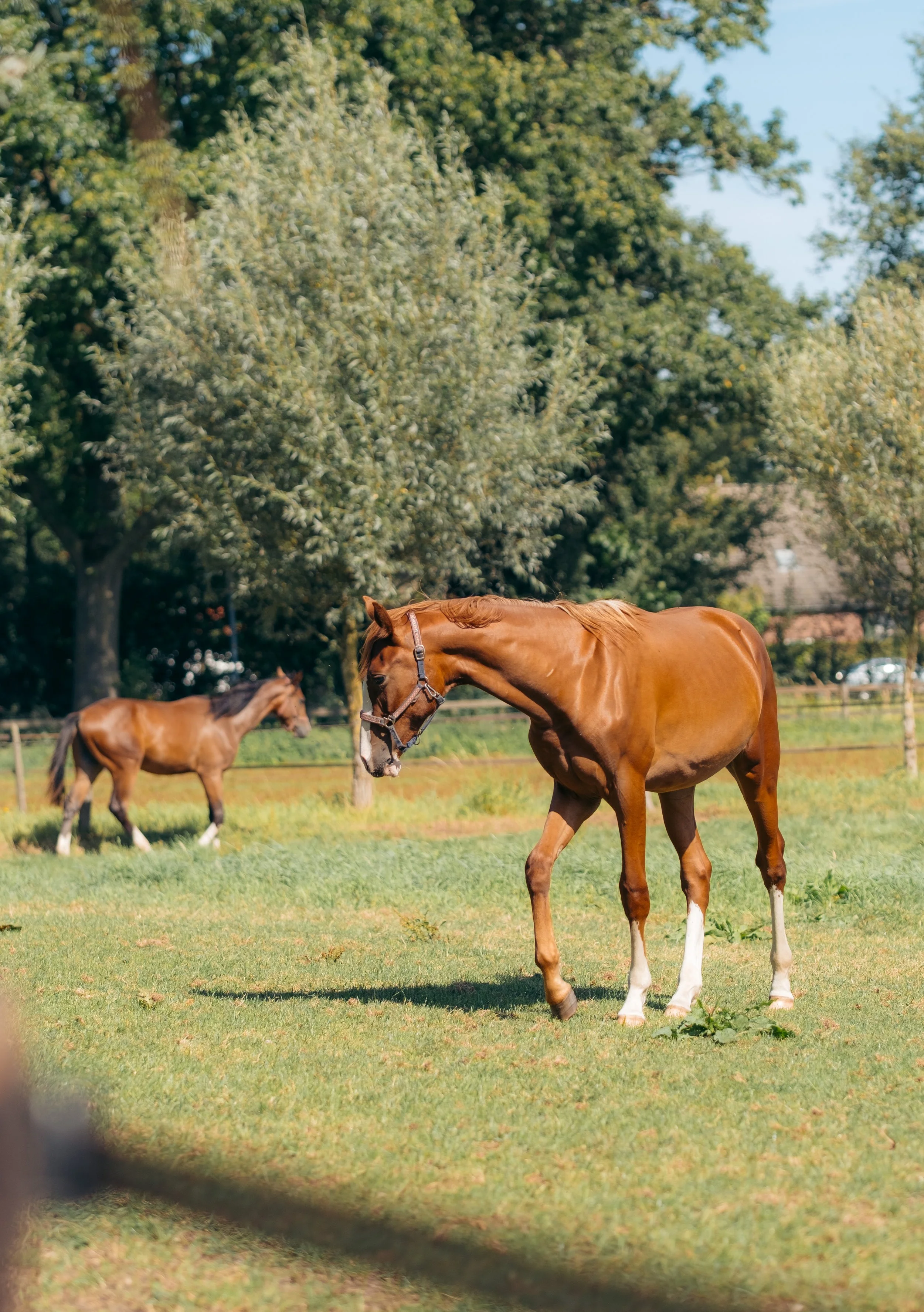 Close-up portret van een bruin paard met zichtbare vachtstructuur
