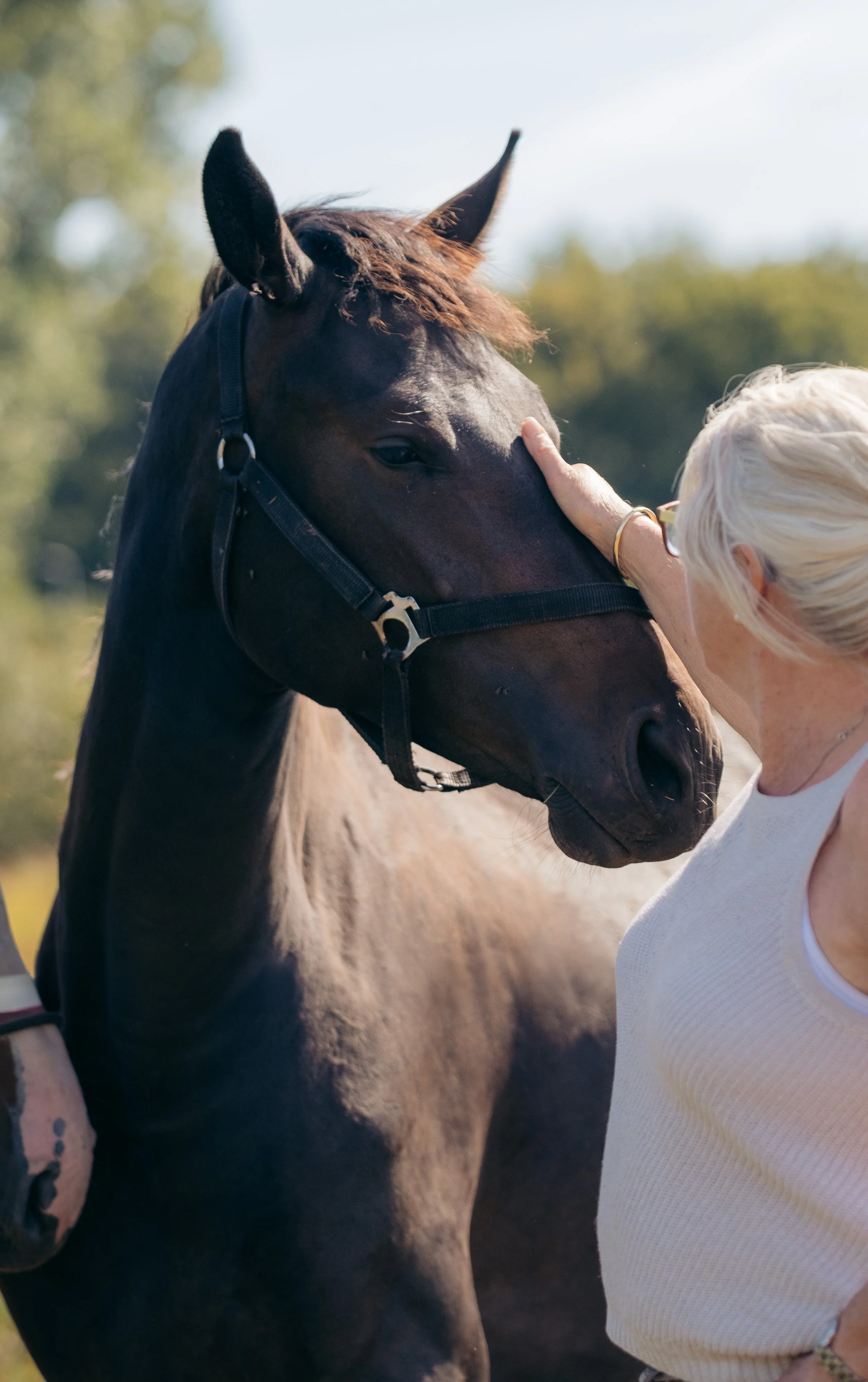 Detailportret van een paard met zacht licht en rustige achtergrond