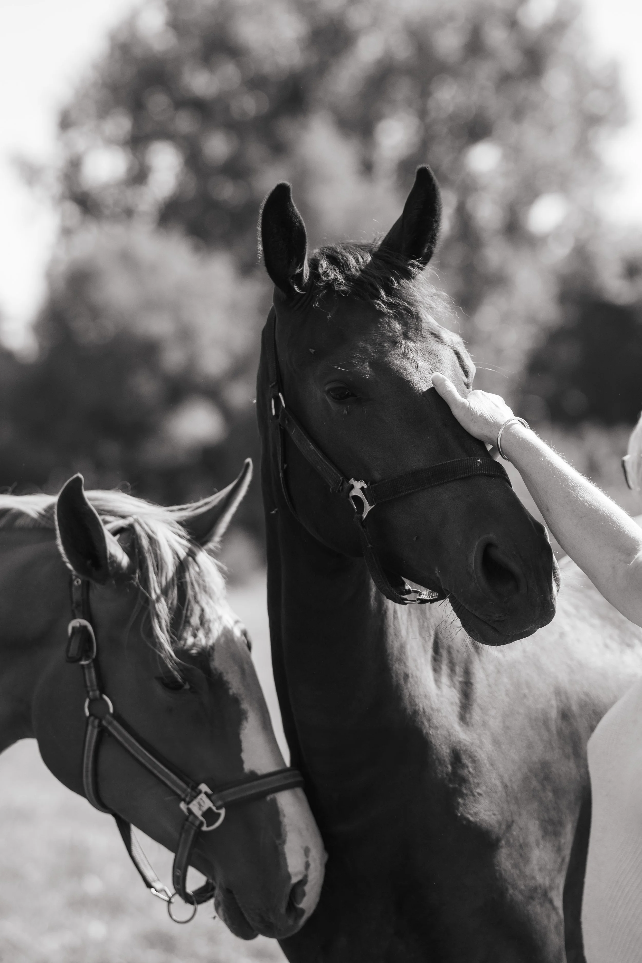Zwart paard gefotografeerd in rustige stalomgeving