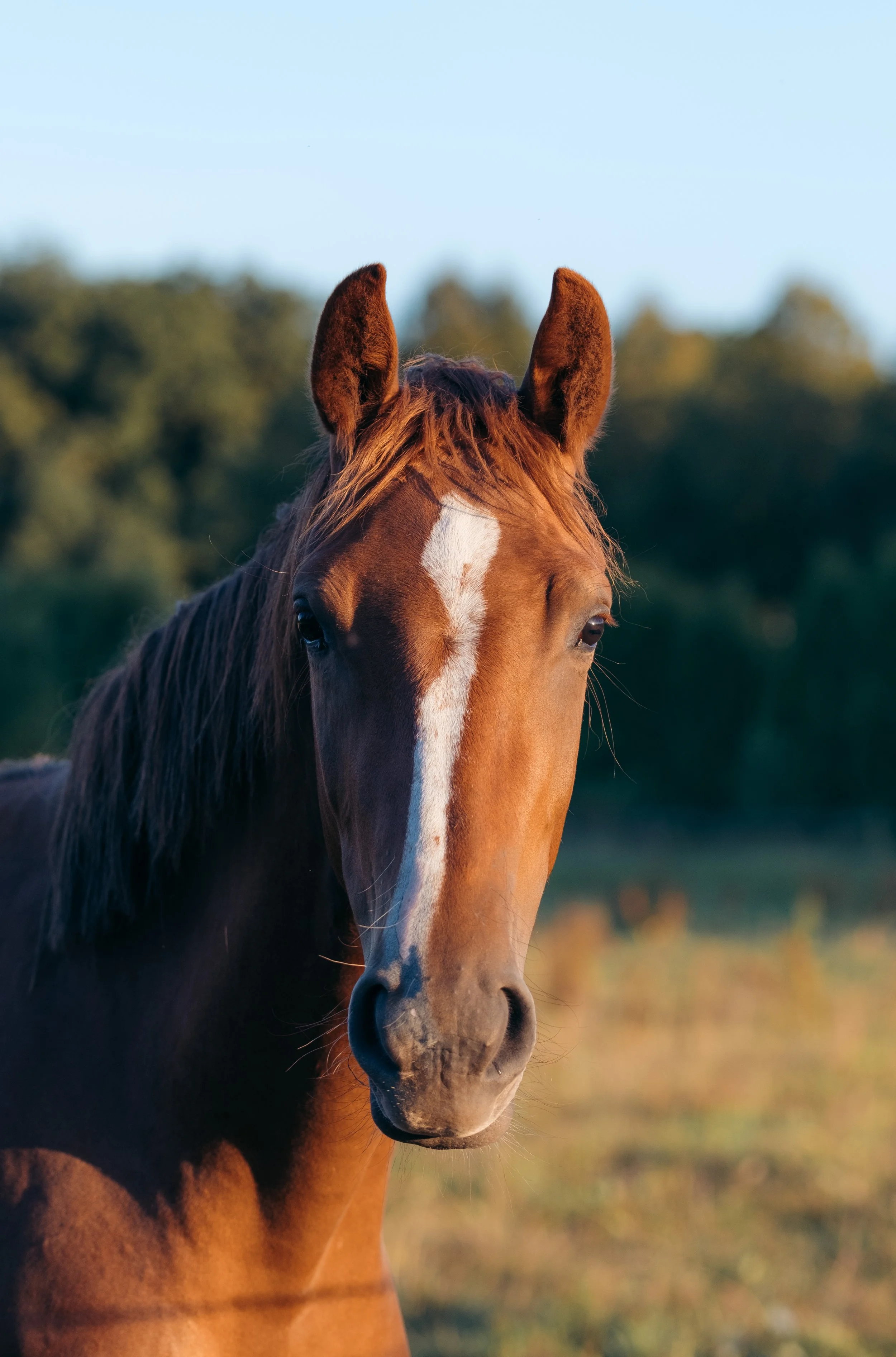 Paard dat graast in een weiland bij zonsondergang