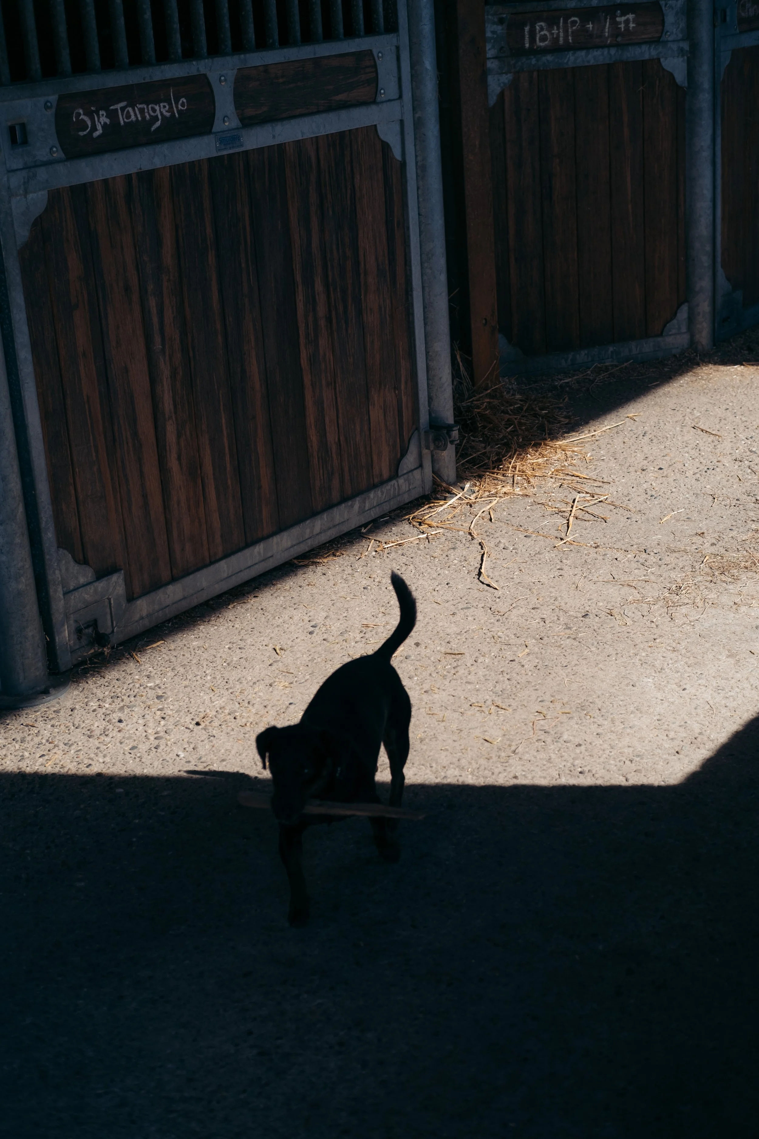 Hondje in paardenstal