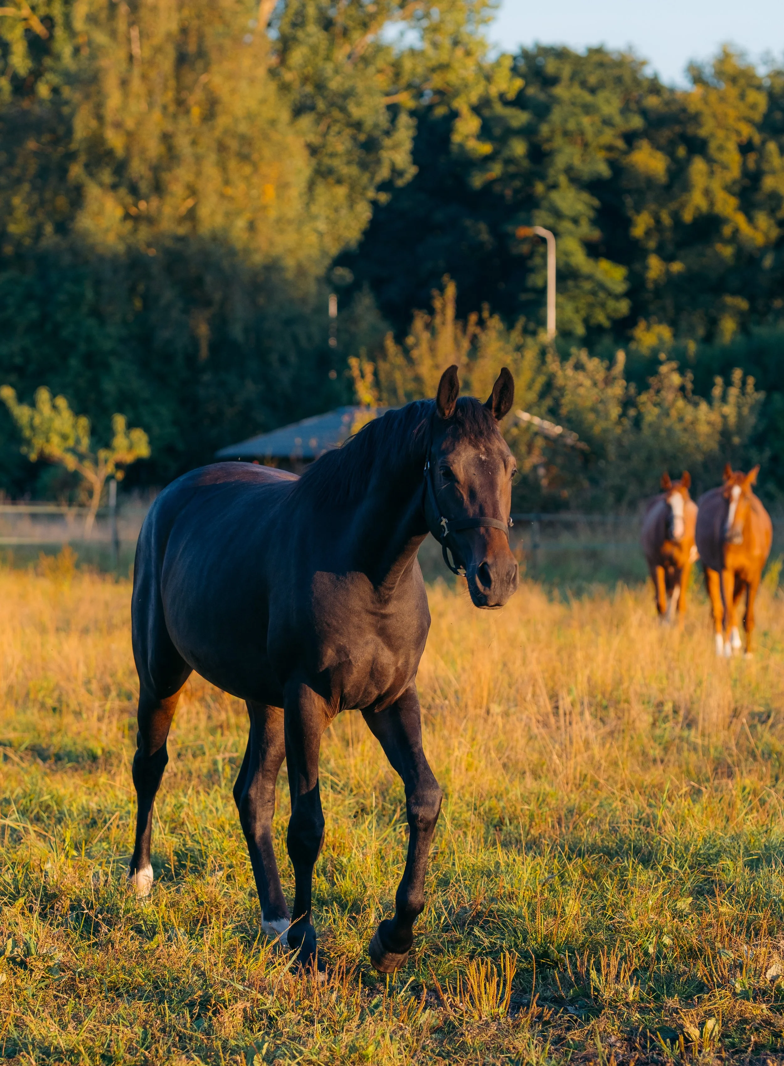 Paarden in de wei tijdens het warme avondlicht