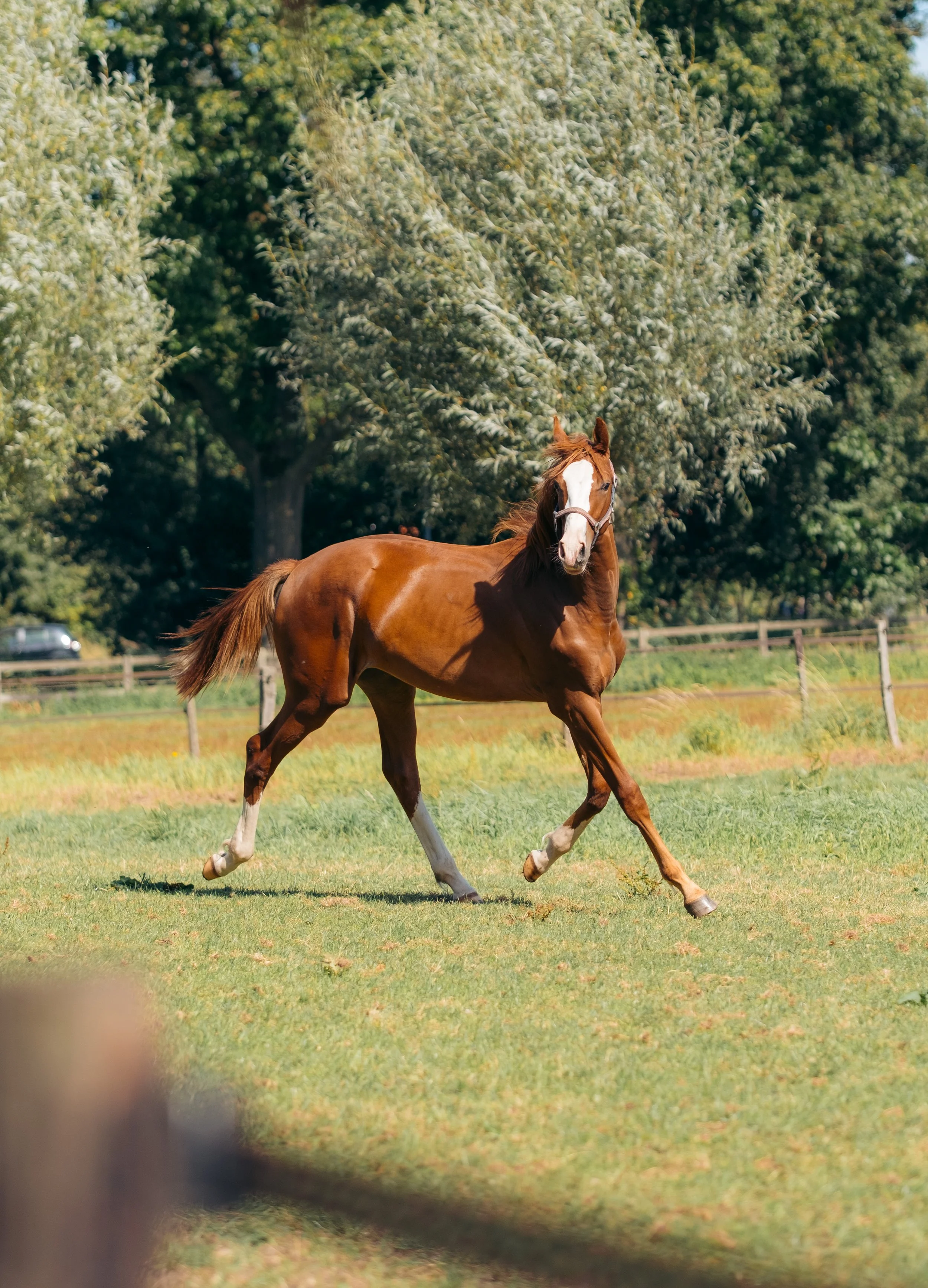 Portret van een paard in een paardenstal met zacht natuurlijk licht