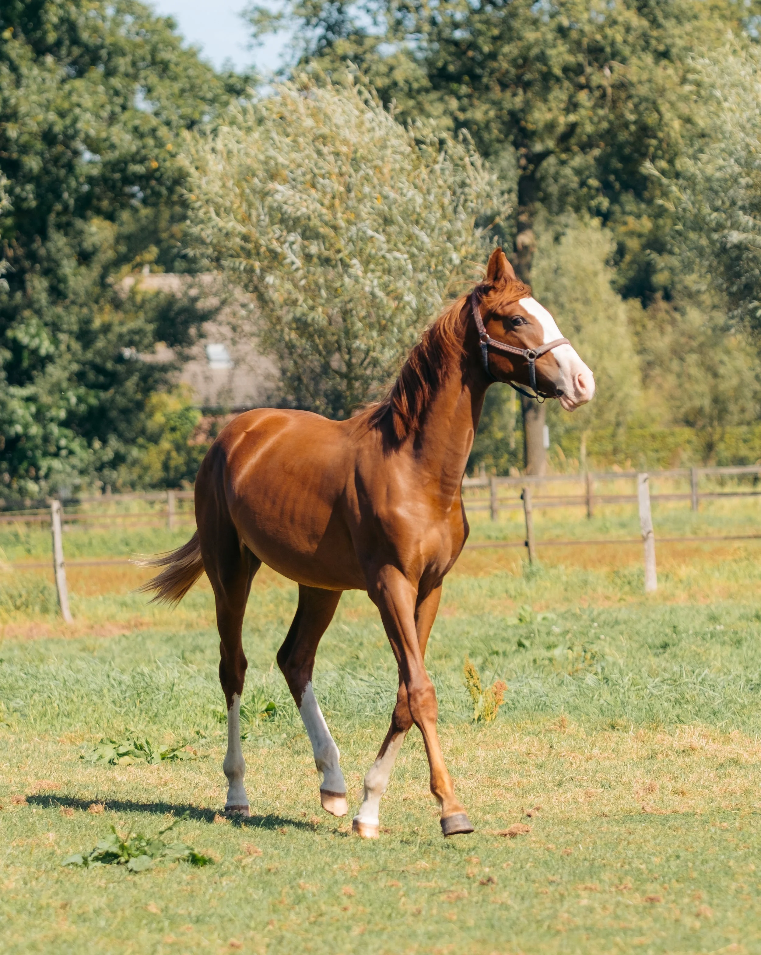 Close-up portret van een bruin paard met zichtbare vachtstructuur
