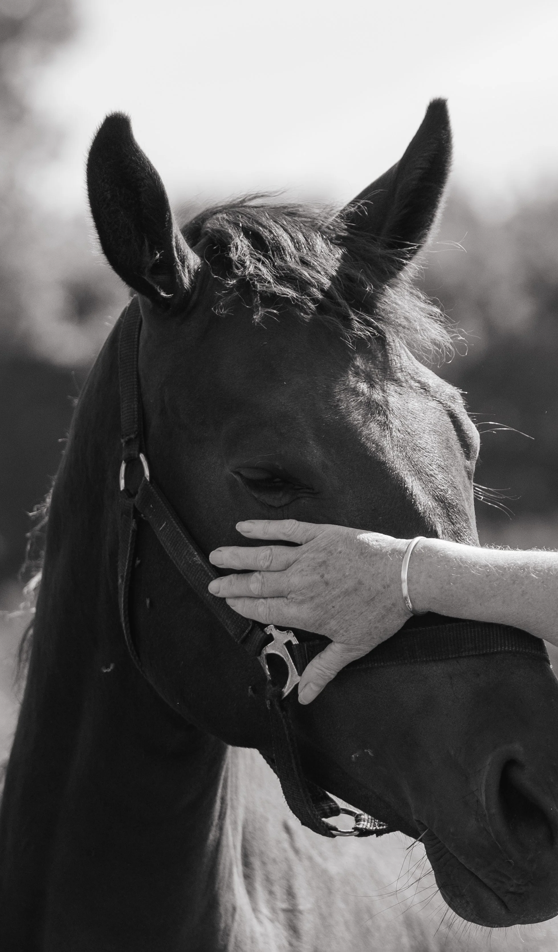 Portret van een paard in een paardenstal met zacht natuurlijk licht