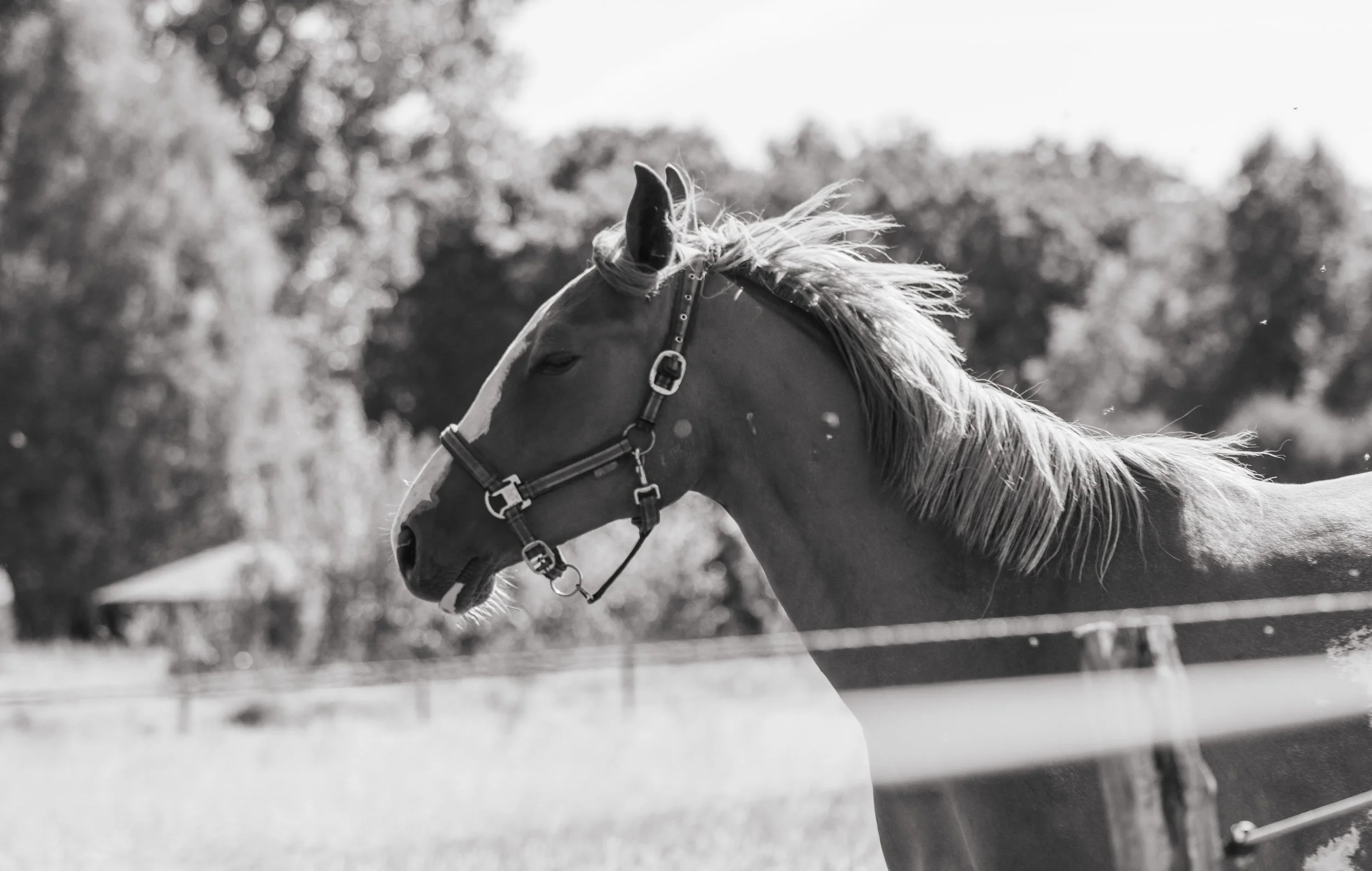 Paardenportret met focus op de ogen en expressie van het dier