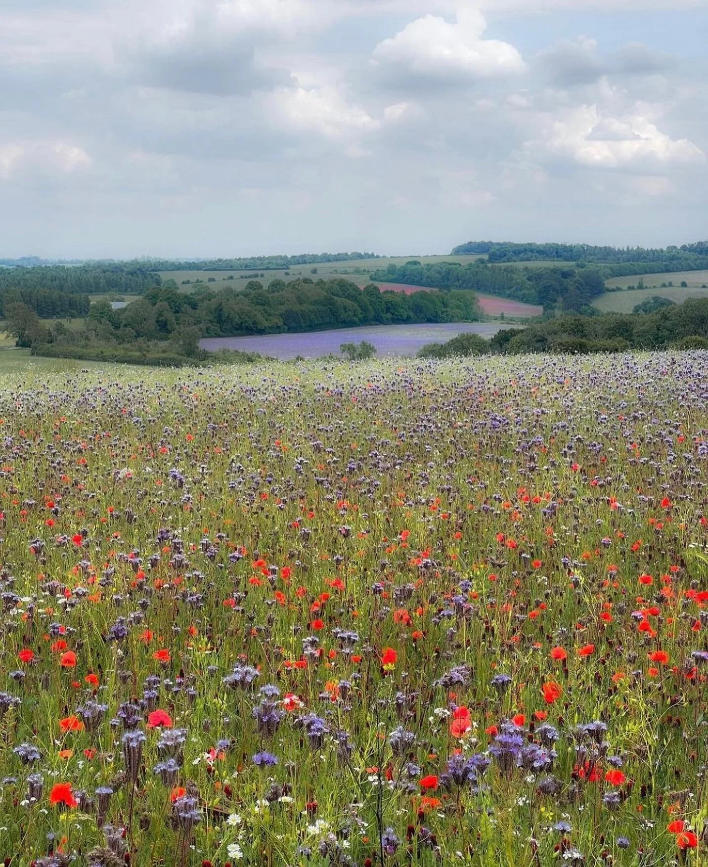 Wild.
~
Image @foxglove_and_ivy
~
 #alliseeispretty #landscapedesign #wildflowers #houseandgarden #englishgarden #countryhomes #countryliving #howihaven #slowsimpleseasonal #countrylife #joyspotting #amonthoflovley #whimsicalwonderfulwild #underthefl