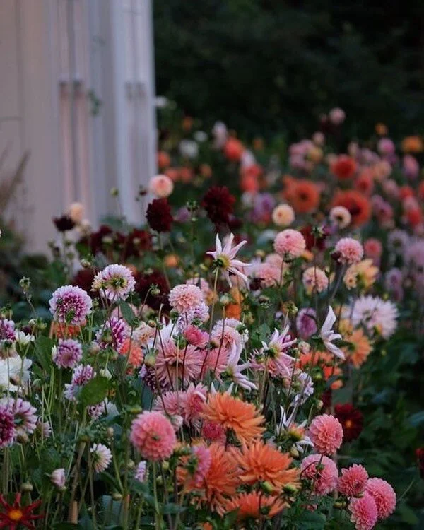 The best kind of borders.
~
Image @mccormickcharlie
~
#dahlia  #dahlias #houseandgarden #houseandhome #slowsimpleseasonal #countrylife #simplejoys #alliseeispretty #joyspotting #amonthoflovely #garden #flowers #whimsicalwonderfulwild #searchwadercoll