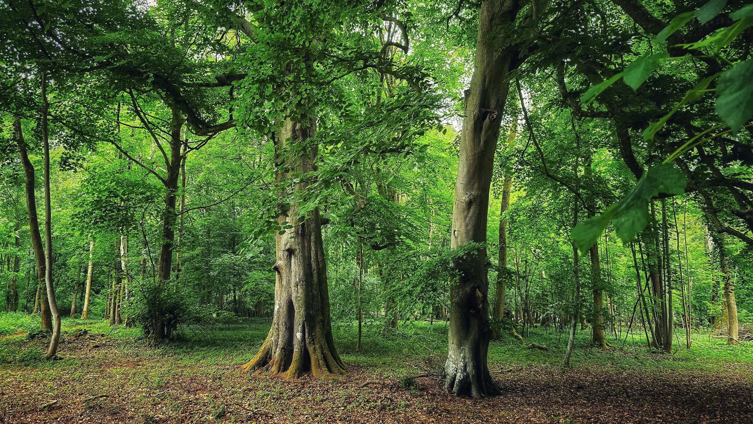 Healing with the Earth  - Balancing the Elements