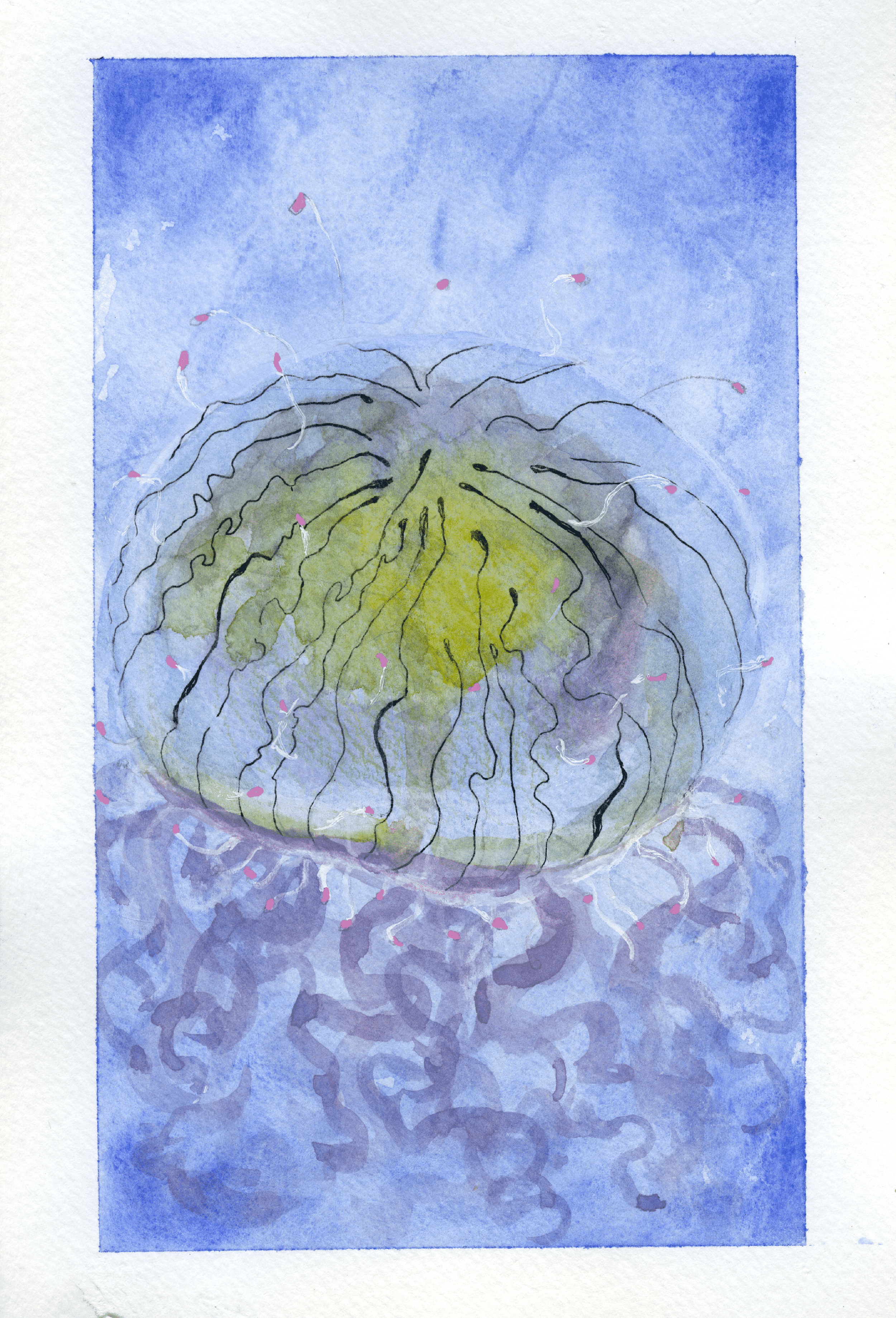 jelly fish copy-min (1).png