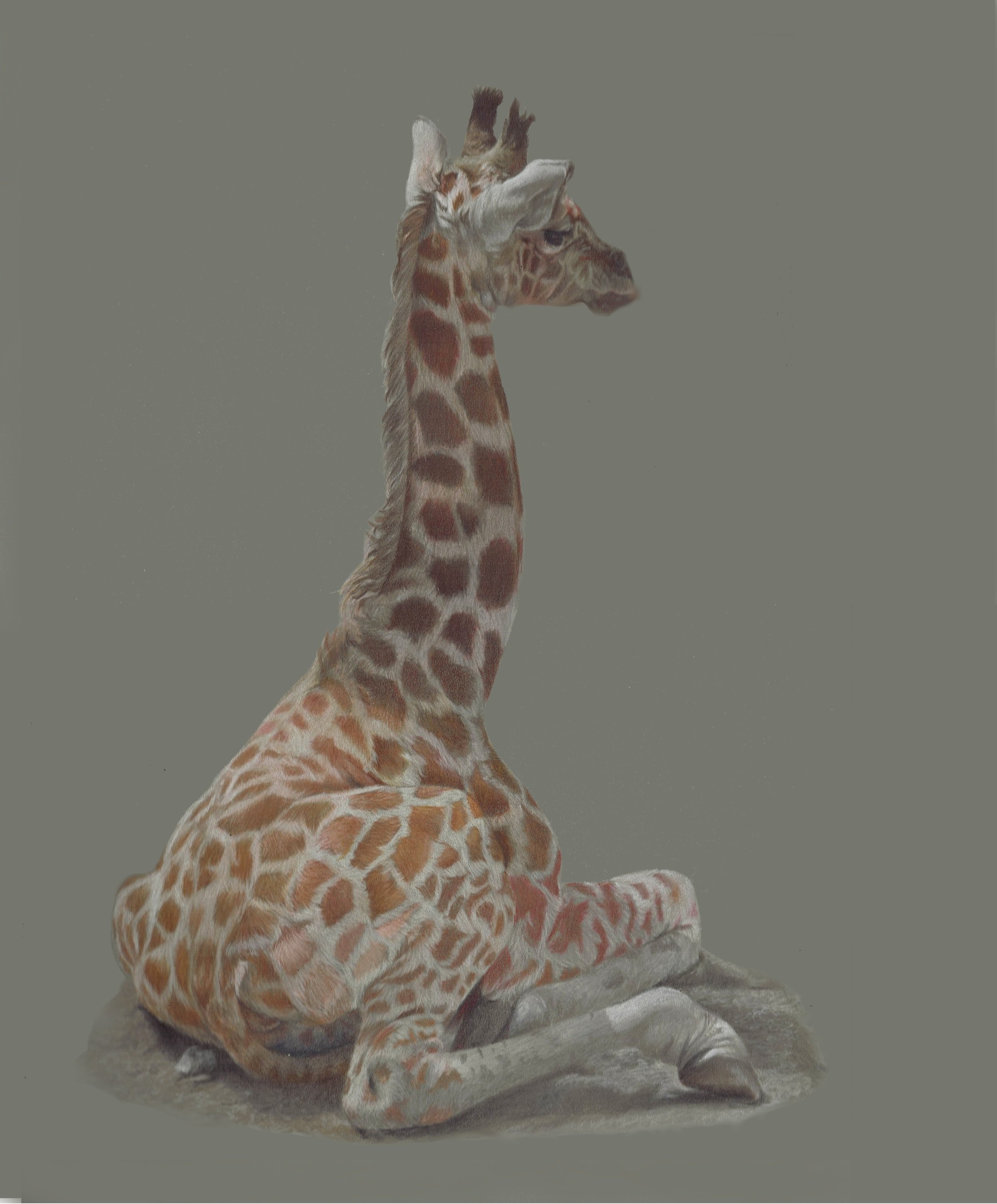 Giraffe.jpg