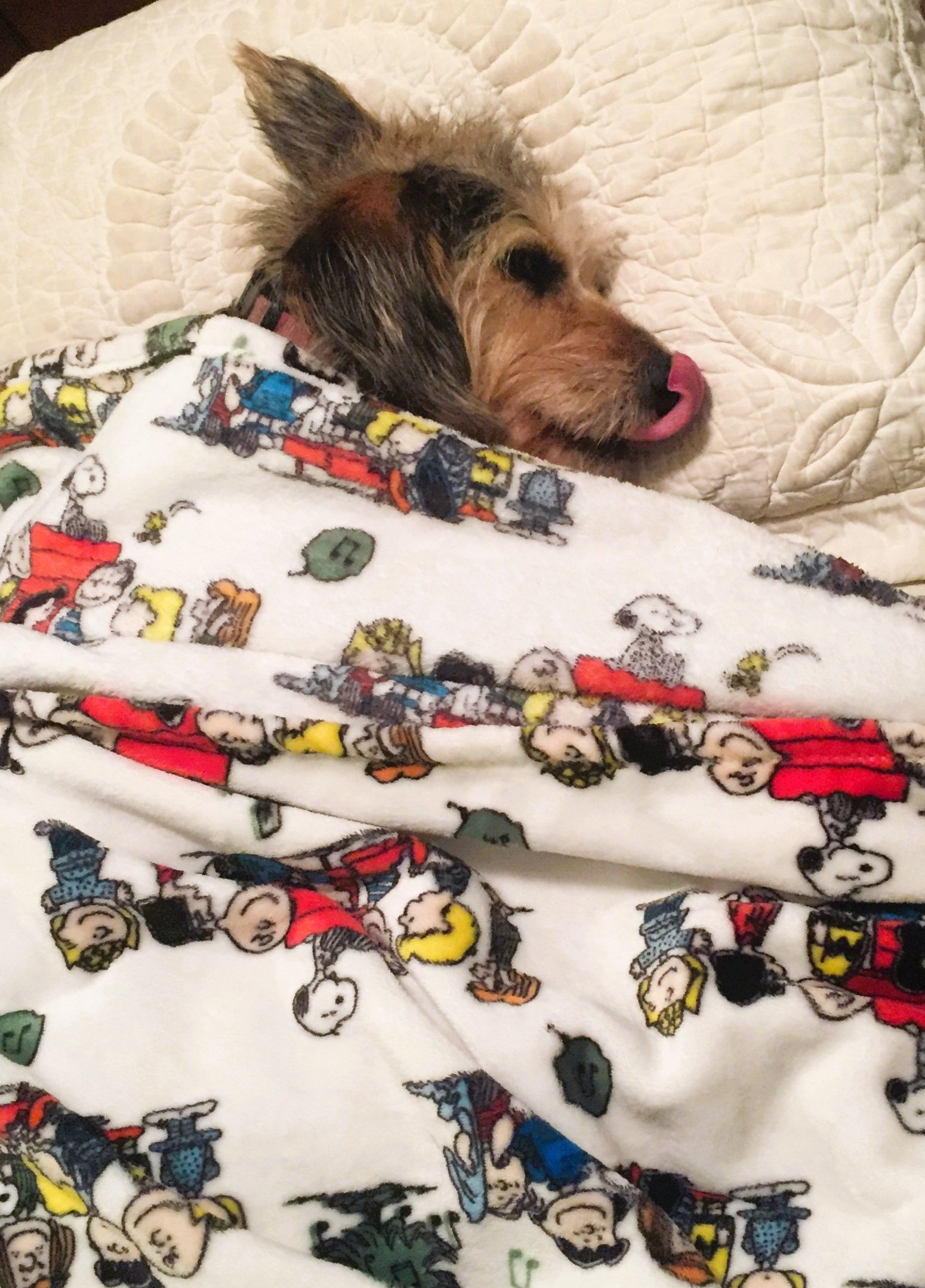 Tired Schnoozy.jpg