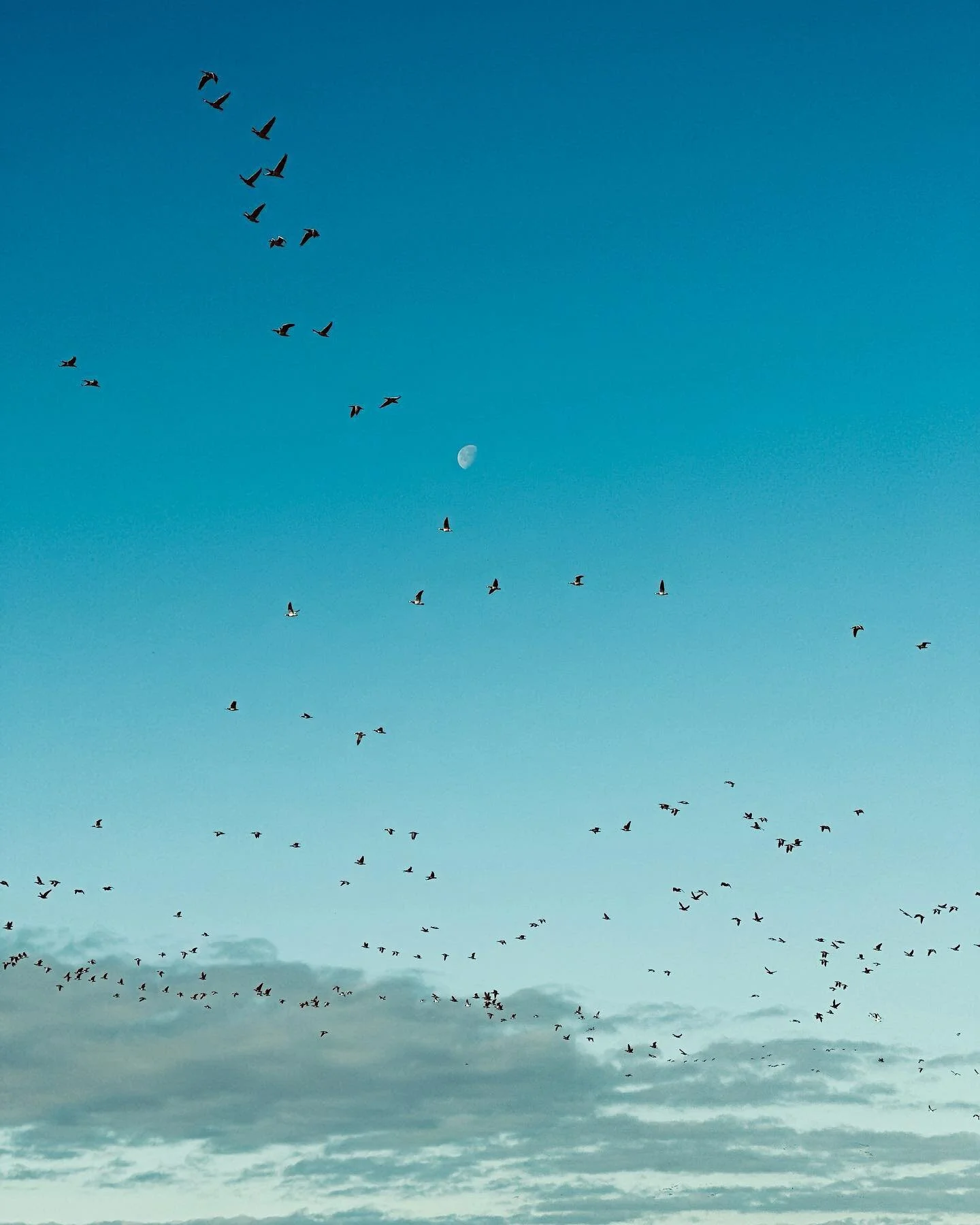 De tr&aelig;kker nu, fuglene, de flyver hen over kastanjetr&aelig;et i V-formation mens vi stadig sidder i haven i den tro at det er en lun sommeraften. Det er efter&aring;r p&aring; trods af at den sene gyldne septembersol varmer os og skaber illusi