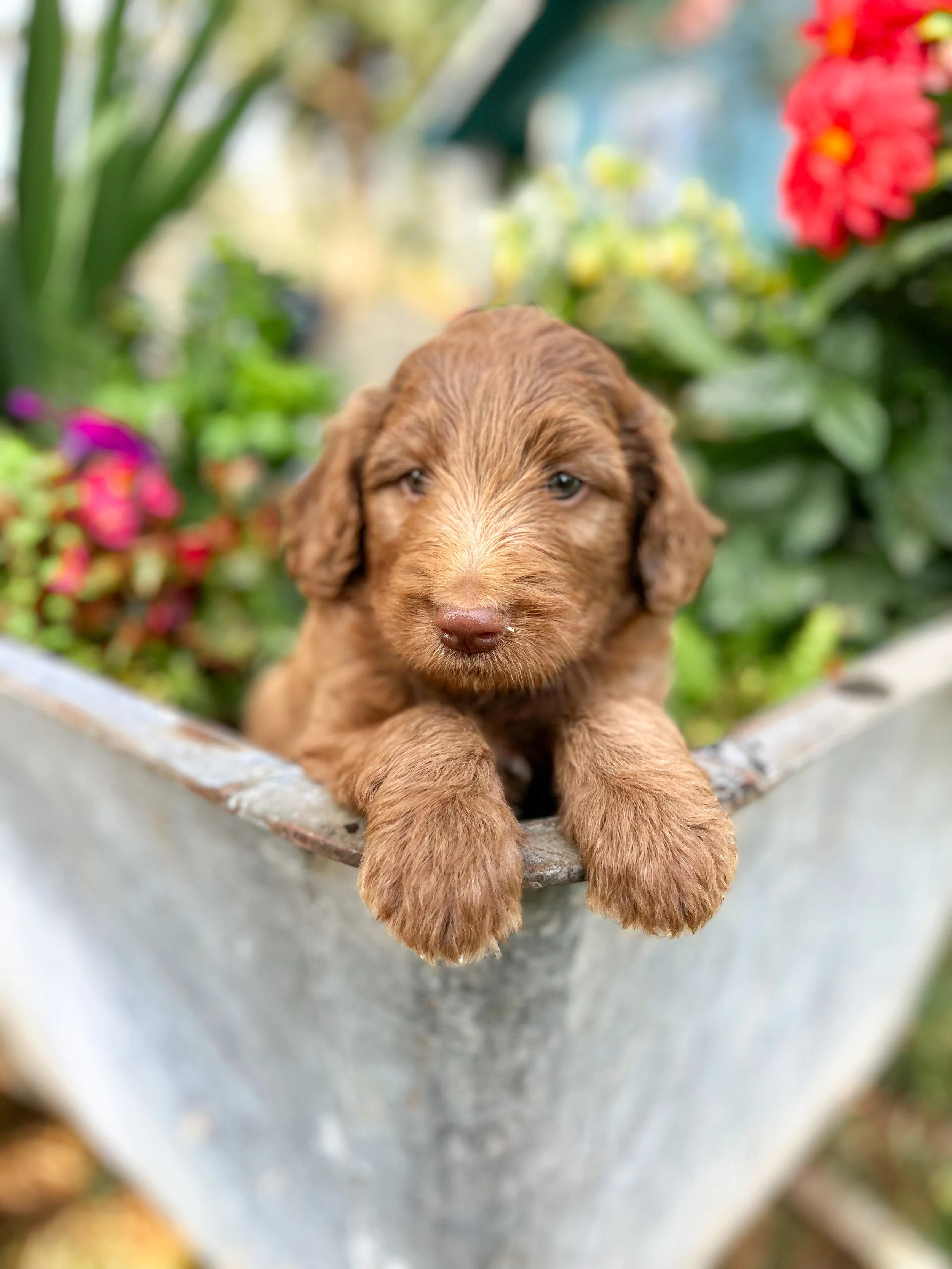 Wasabi- Male - Available $2500 