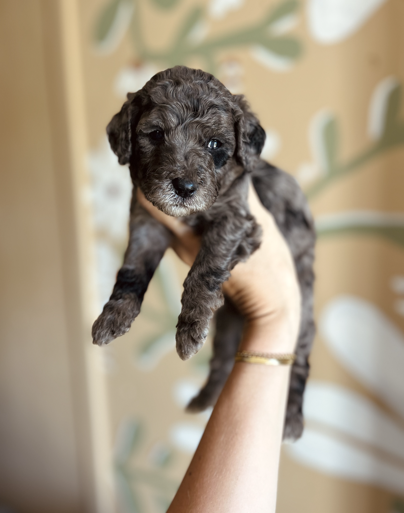 Female - Amidala -AVAILABLE