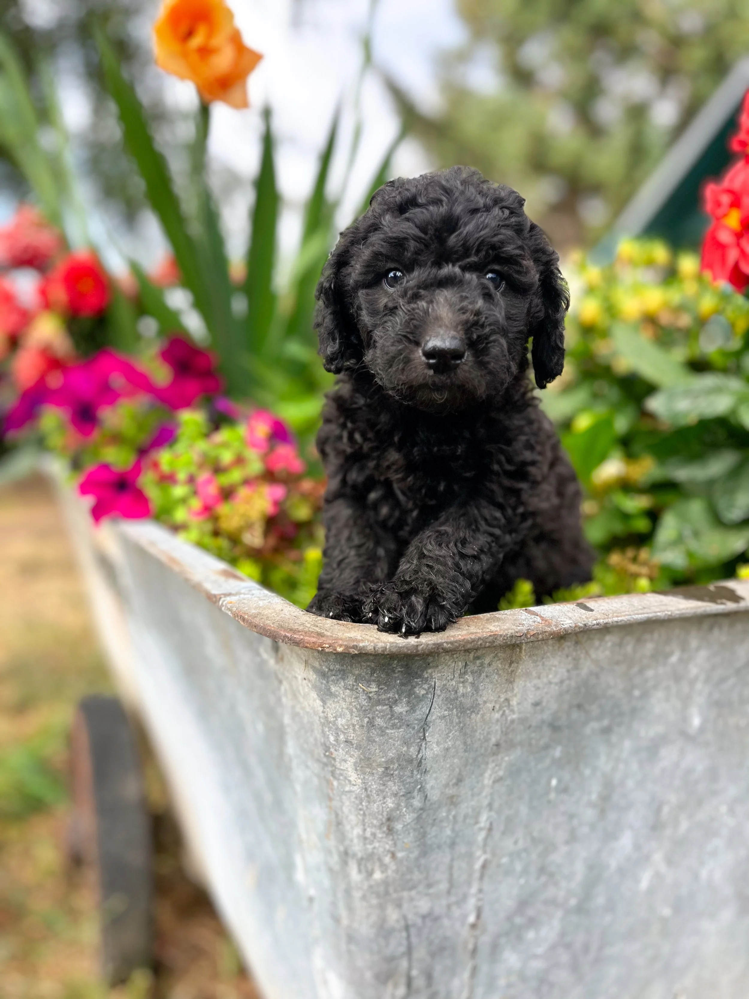 Nigiri- female - Available $1950 