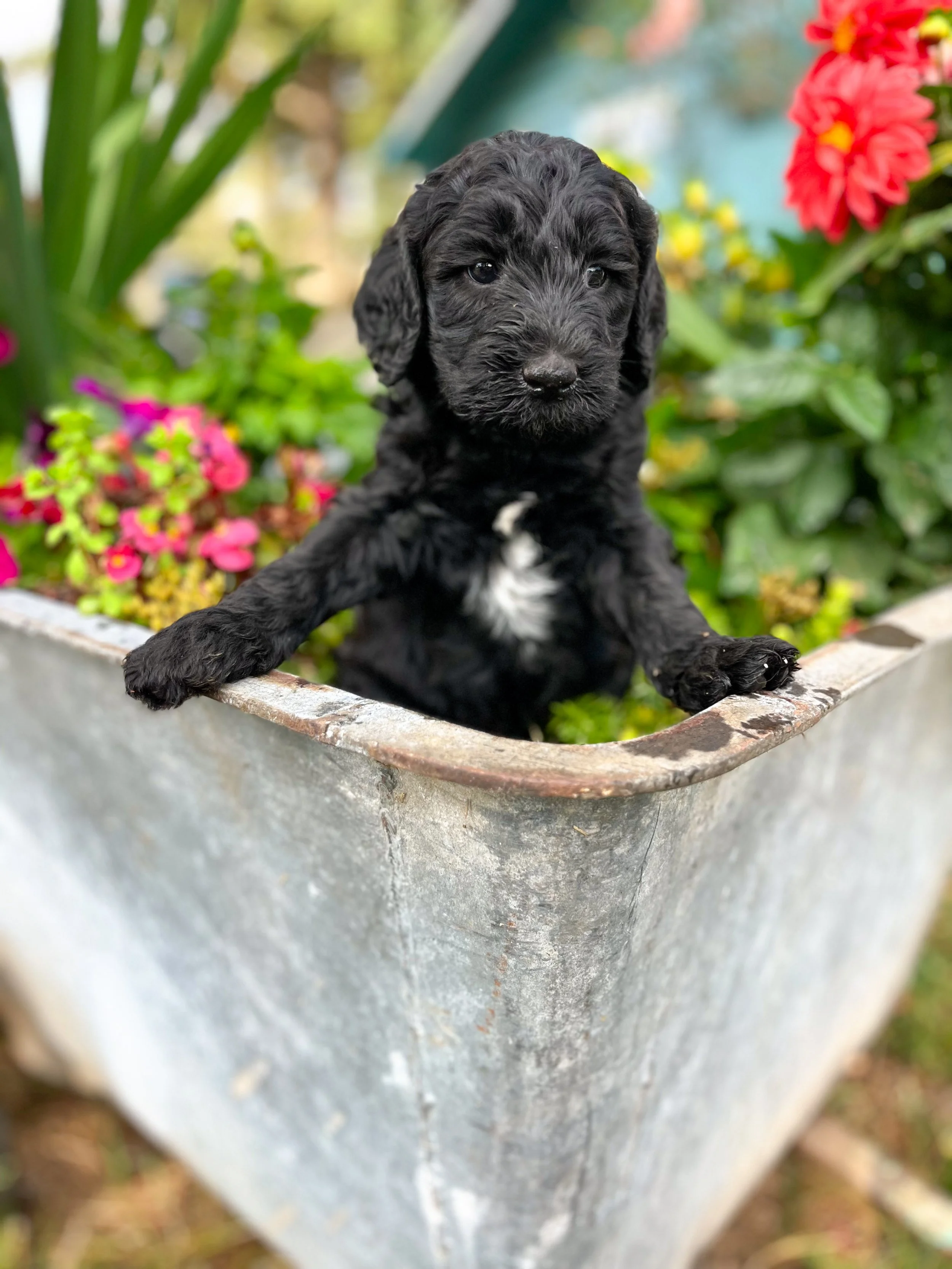 Maki - Male - Available $1950